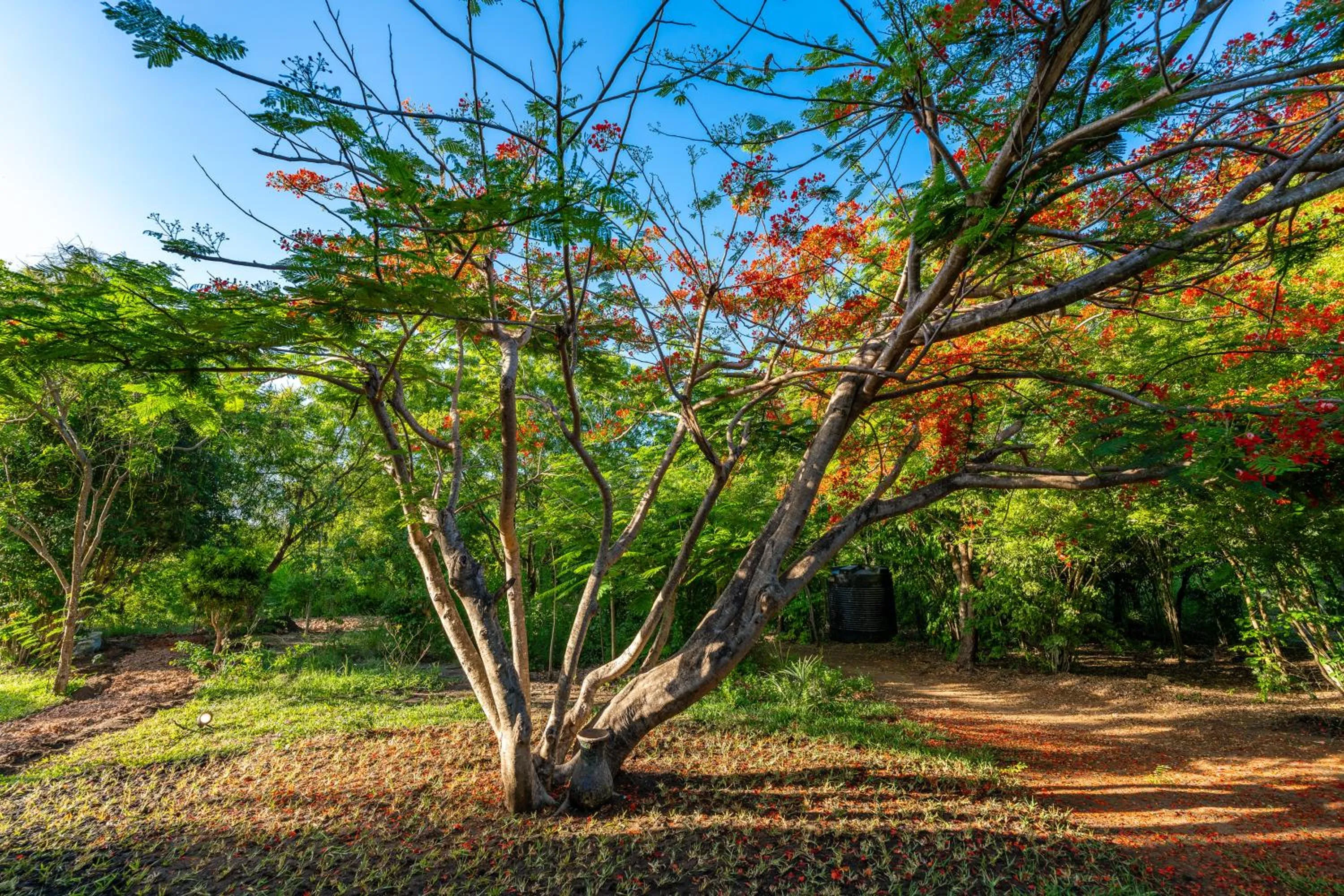 Garden in Tombo House