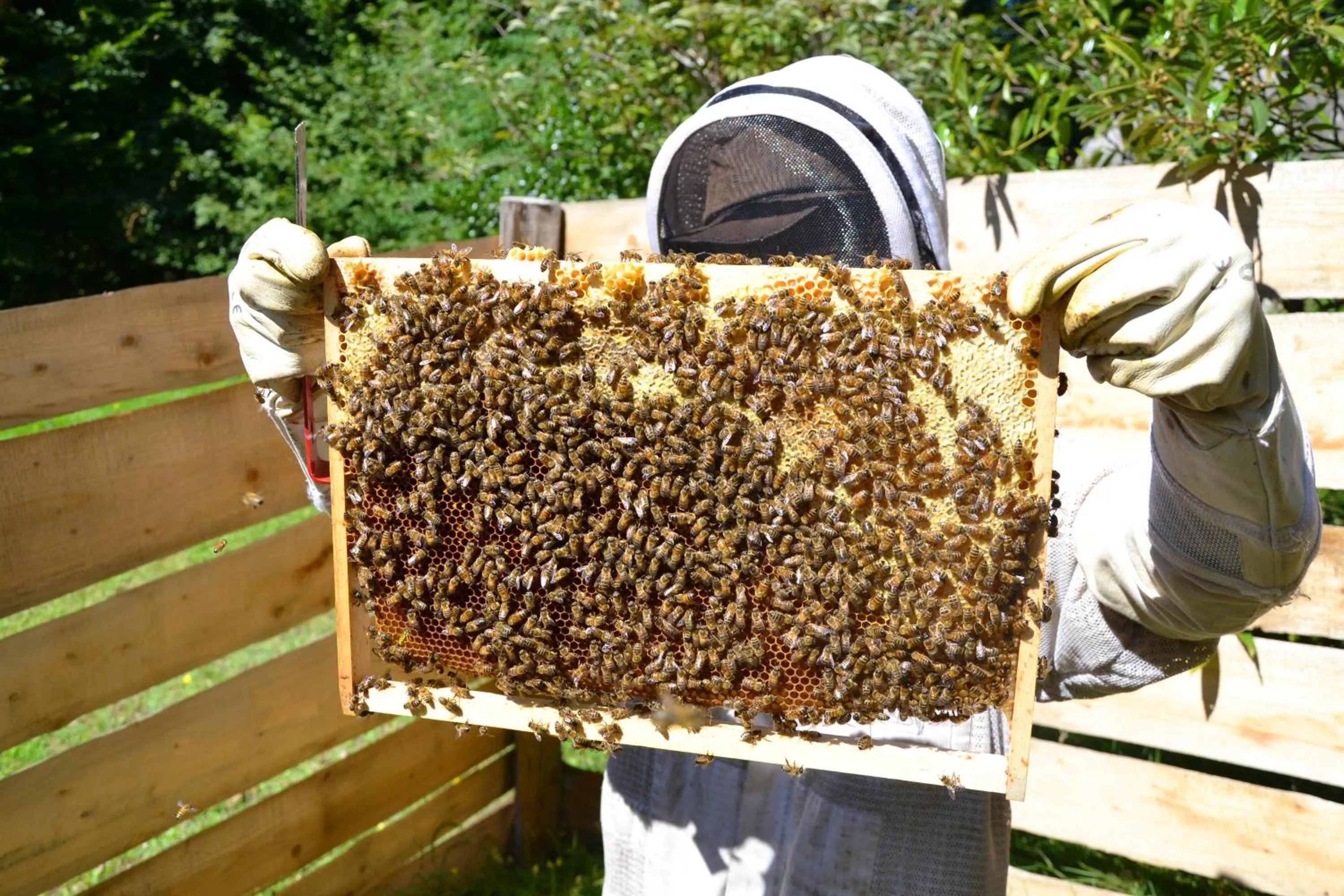 Activities in Le Herbau