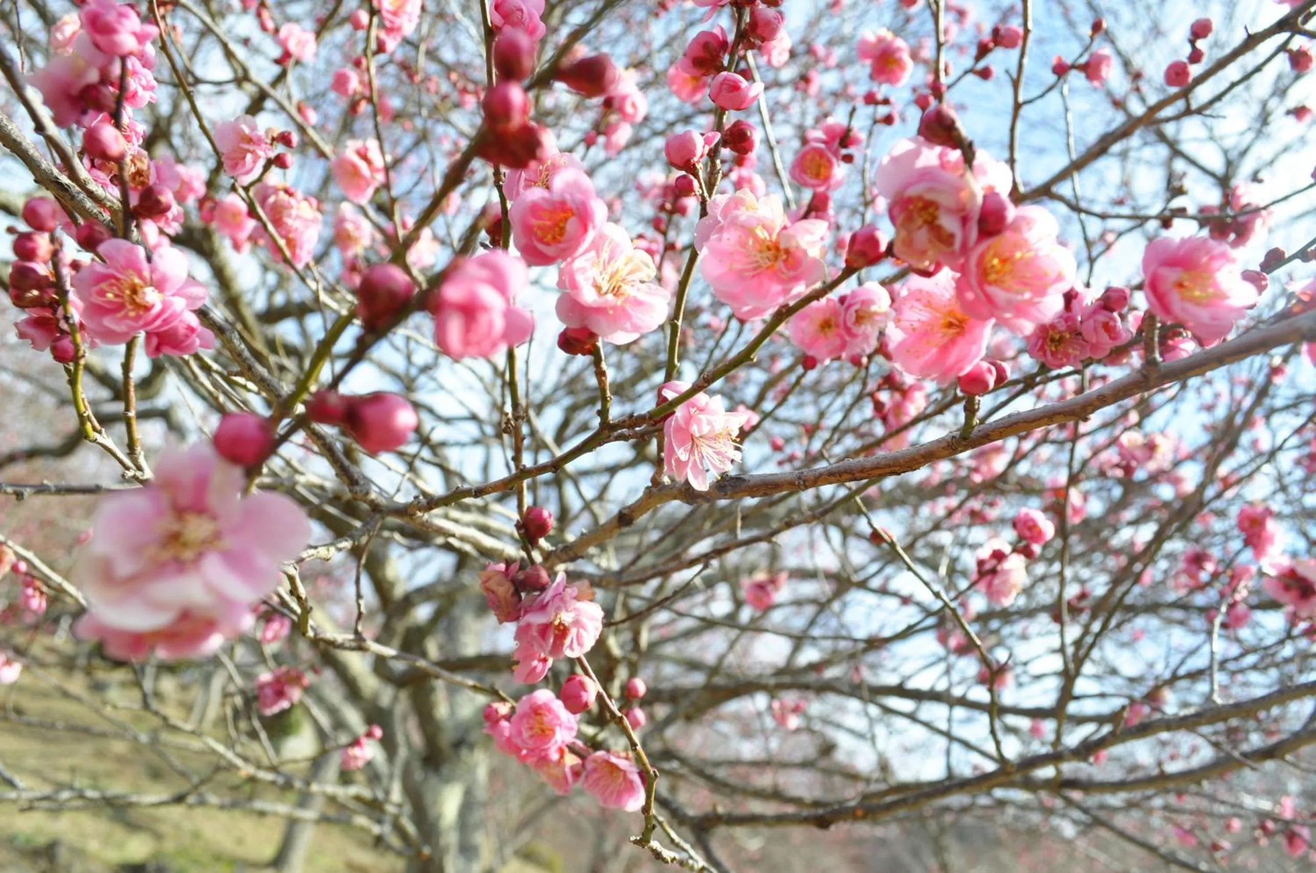 HOTEL JAL City Tsukuba