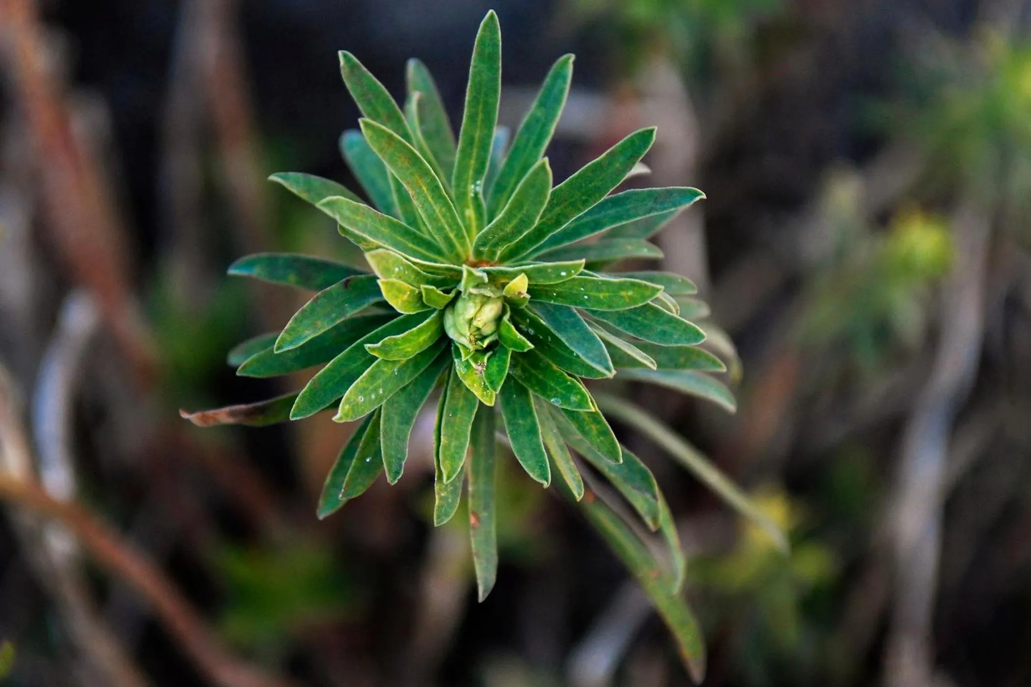 Alaró Natura Rural Suites