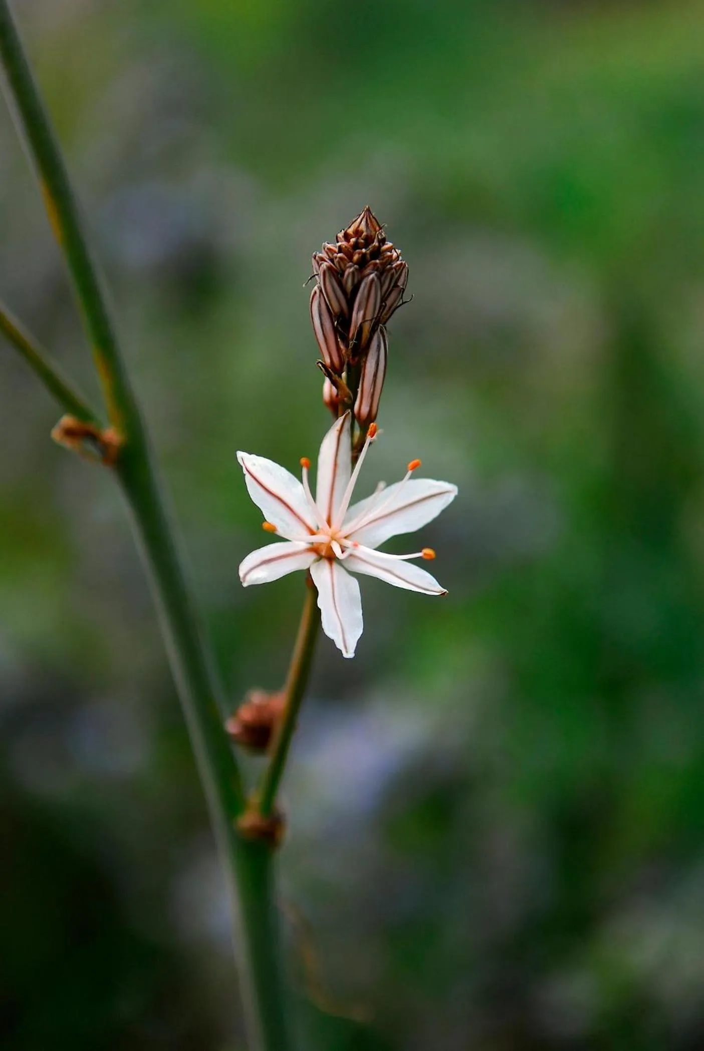 Alaró Natura Rural Suites