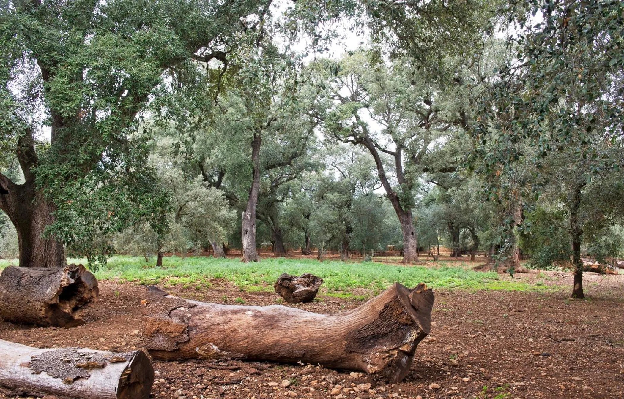Alaró Natura Rural Suites