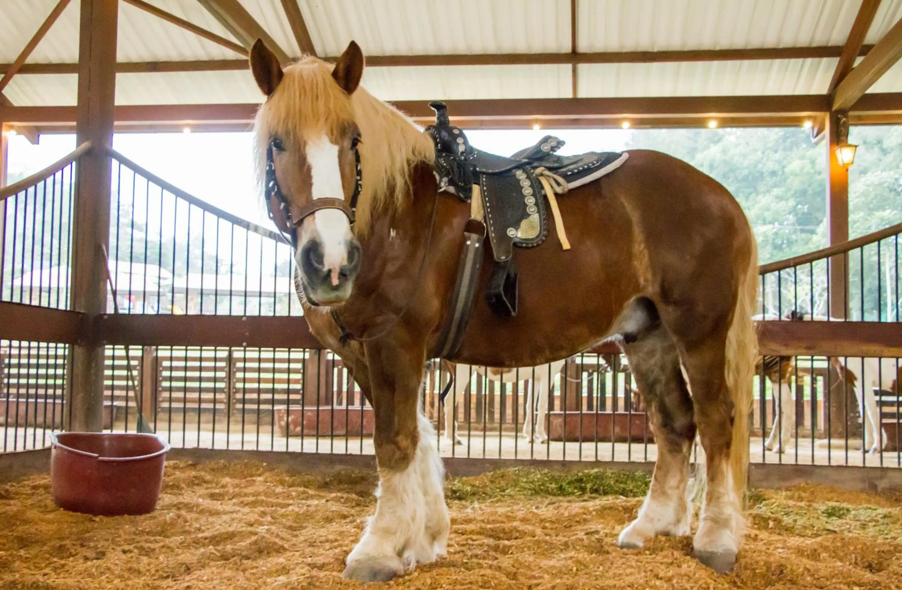 Horse-riding in Hotel Mesa De Los Santos
