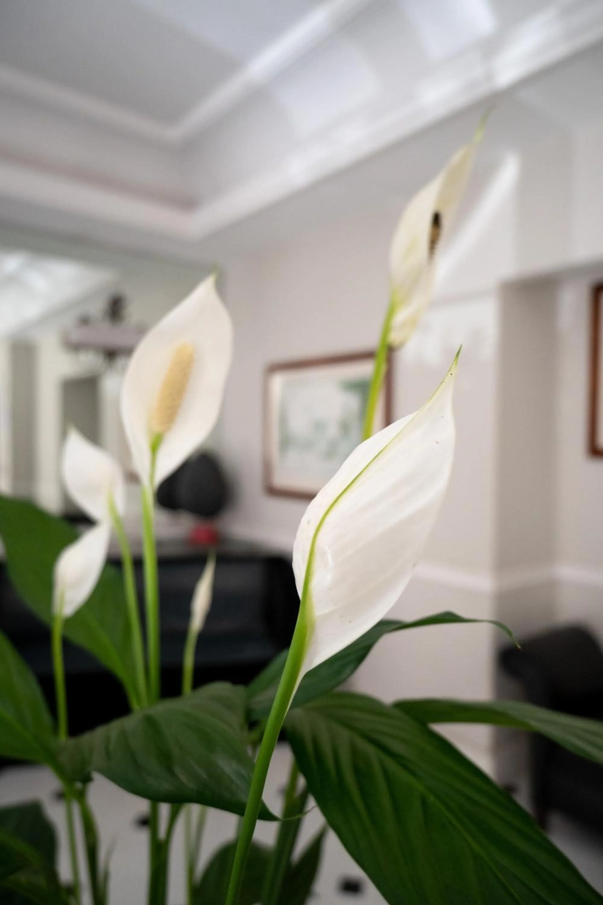 Lounge or bar in Ludovisi Palace Hotel