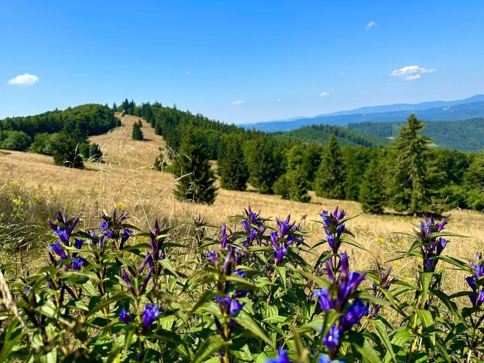 Horský Hotel Podjavorník