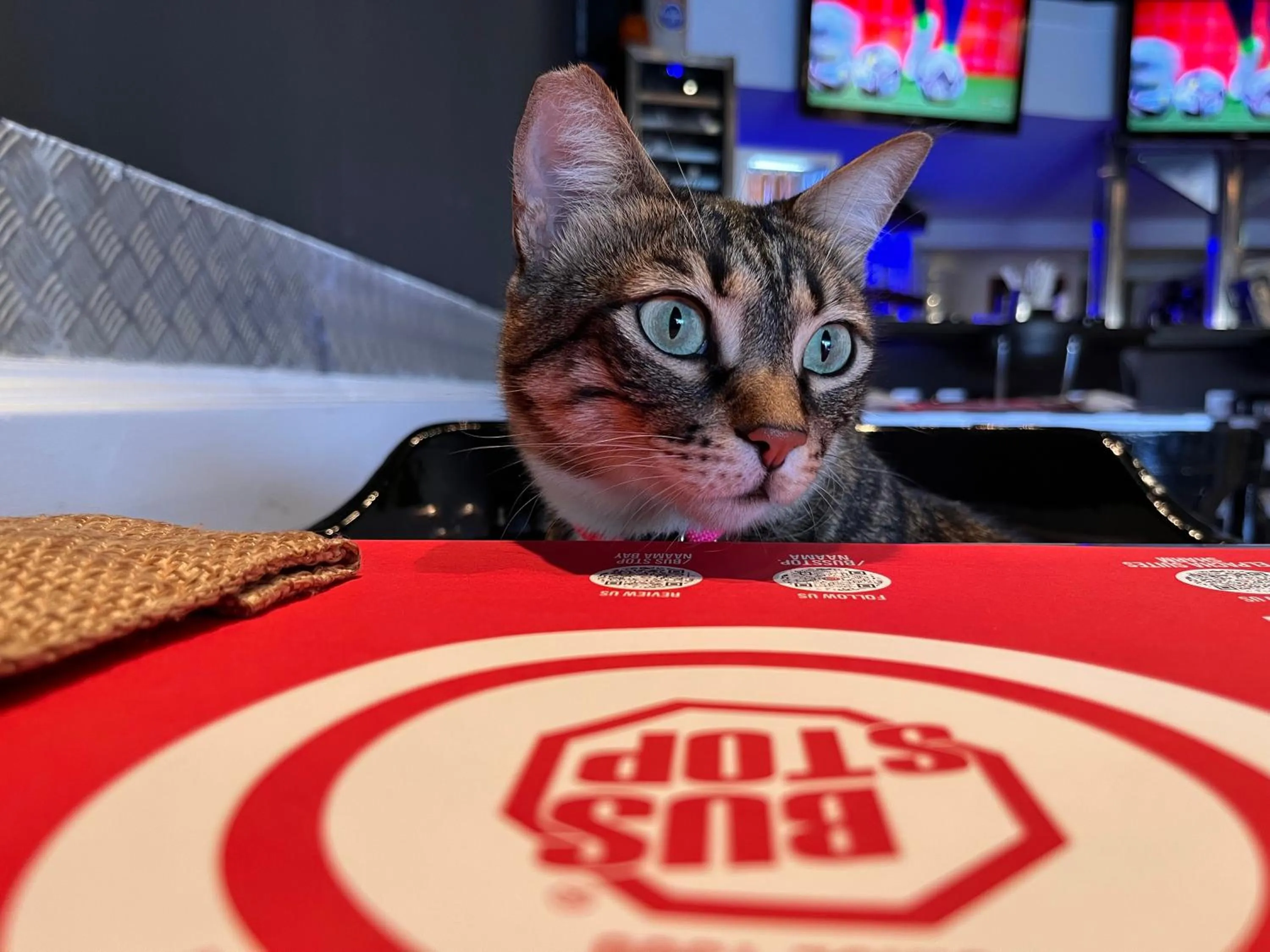 Pets in Sanafir Hotel - El Pacha Suites Sharm - Adults Only