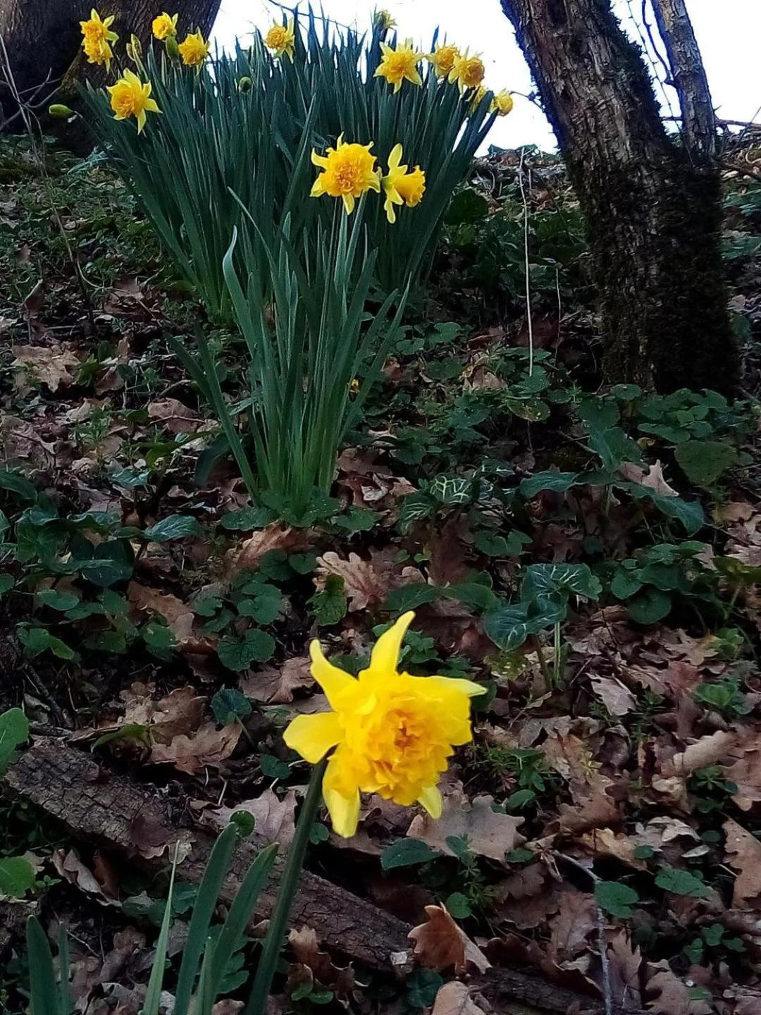 Garden in Chambre au Domaine Spa-piscine sauna