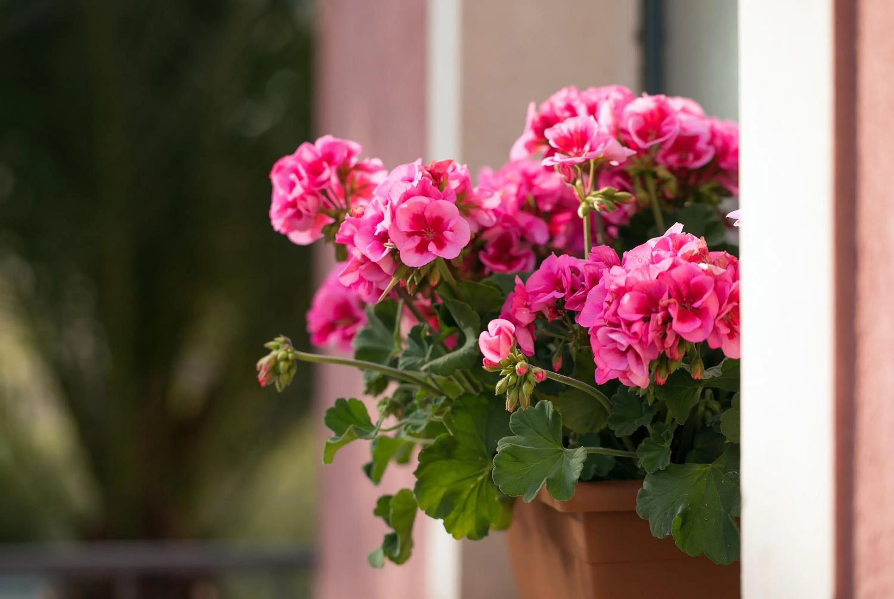 Hotel "La Pensione Svizzera"