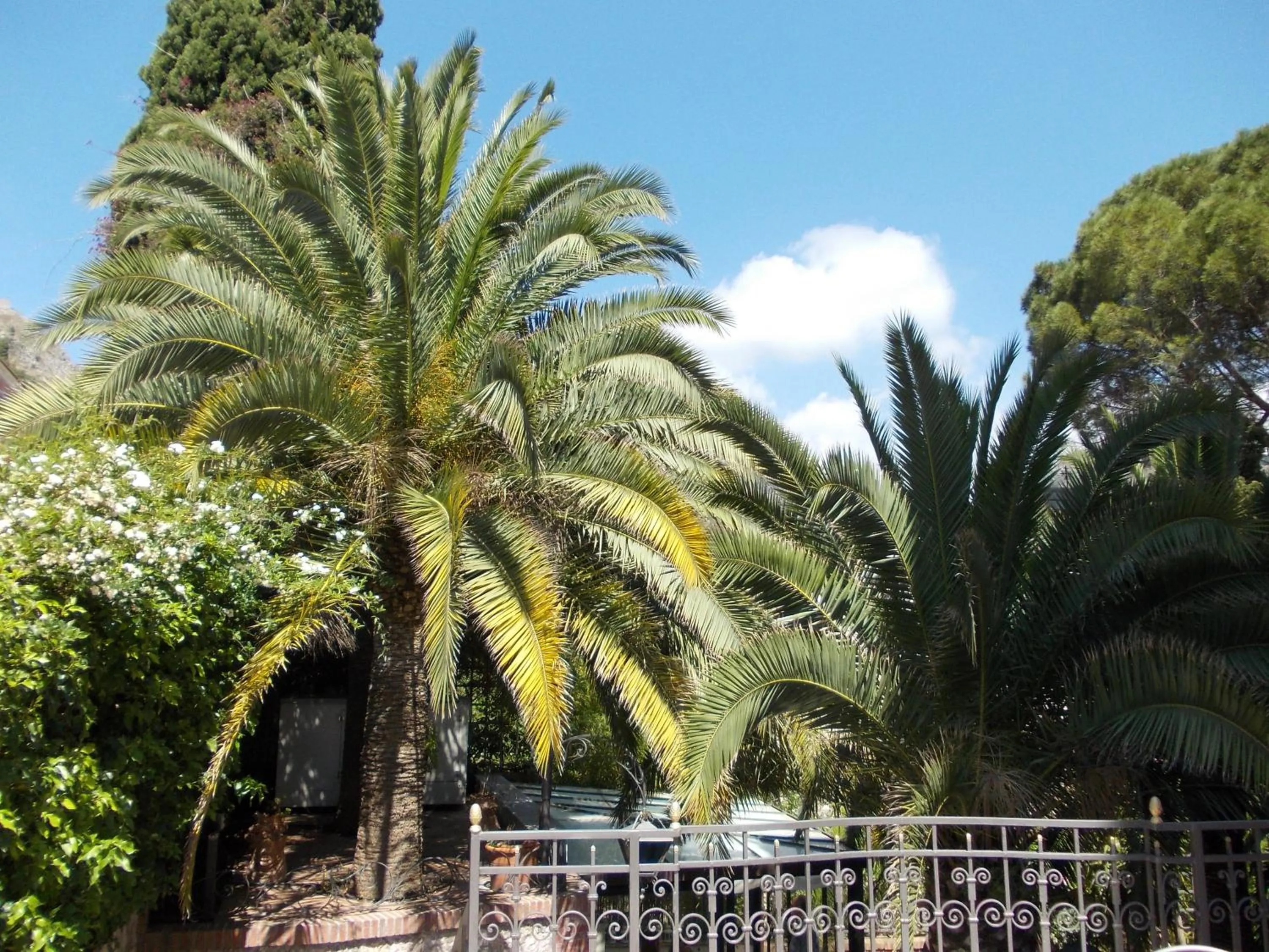 Garden in Hotel "La Pensione Svizzera"