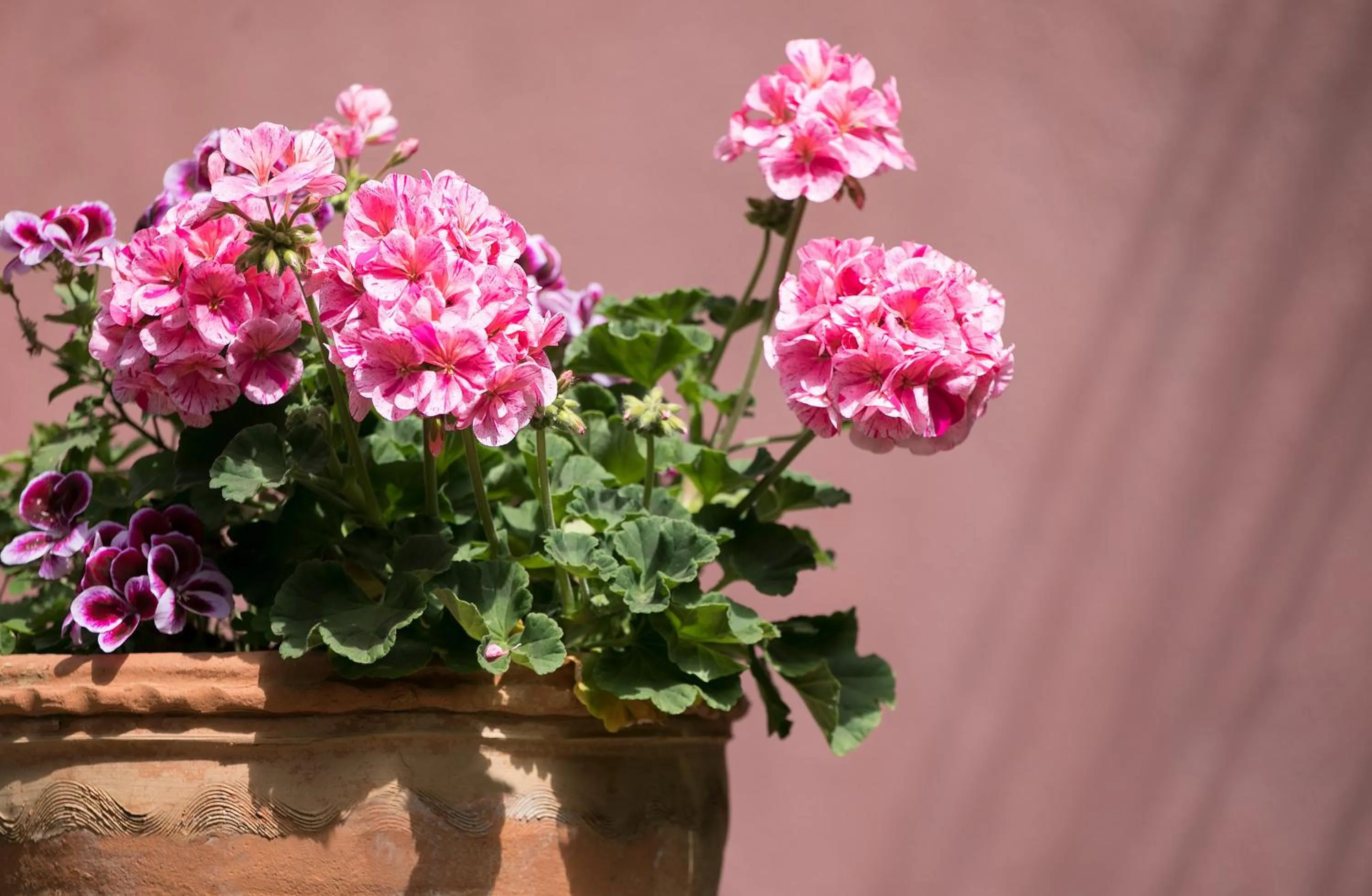 Hotel "La Pensione Svizzera"