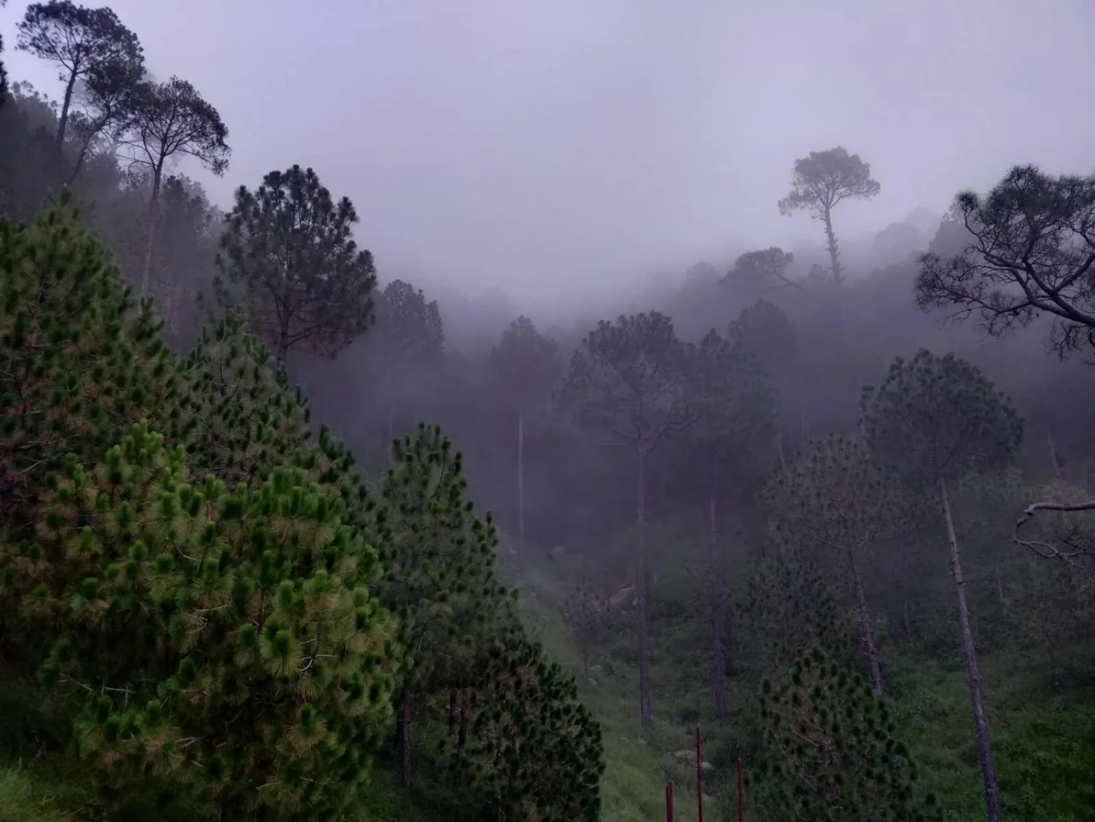 Natural landscape in Hotel Le Halcyon Kasauli