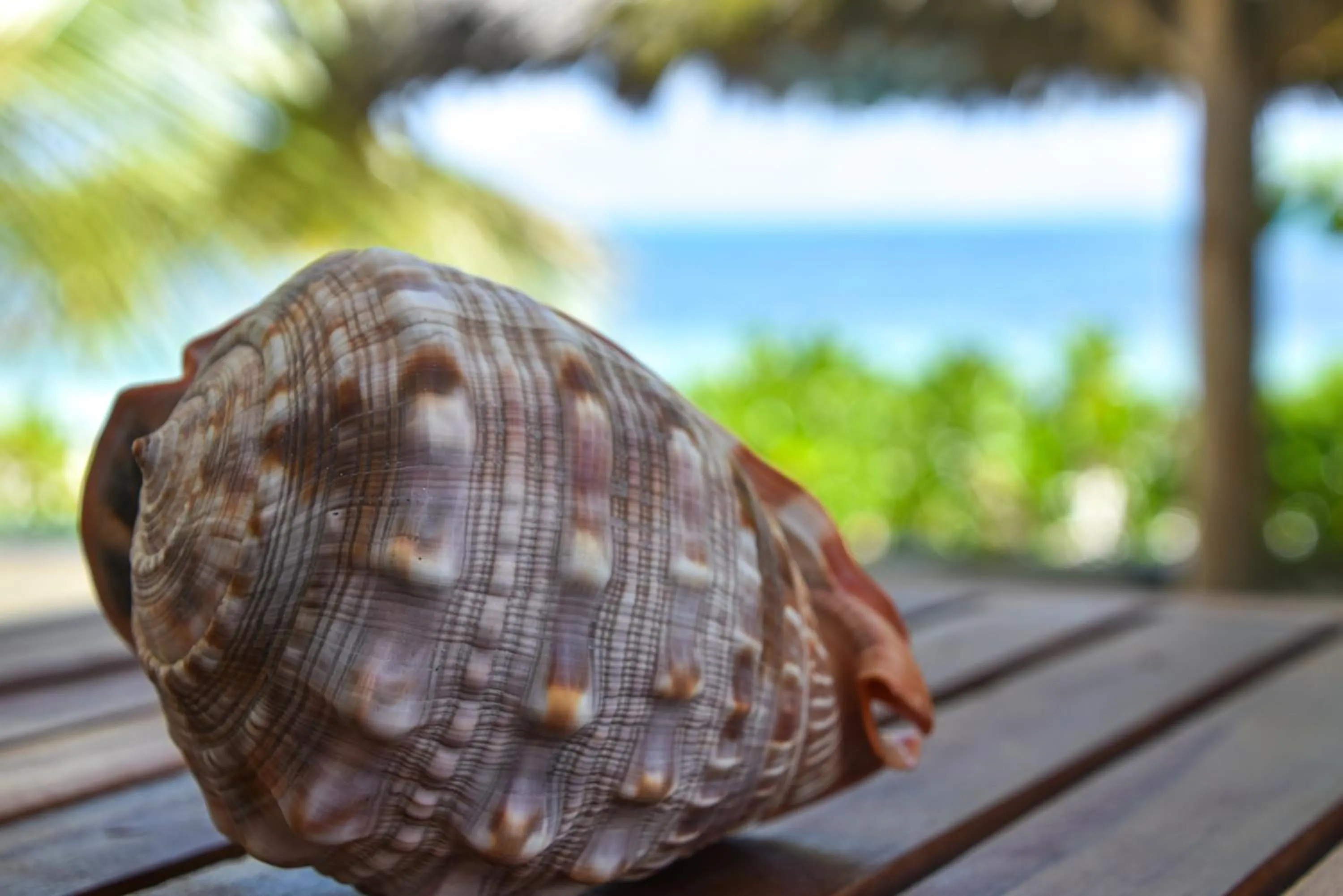 Animals in Villa Malaika