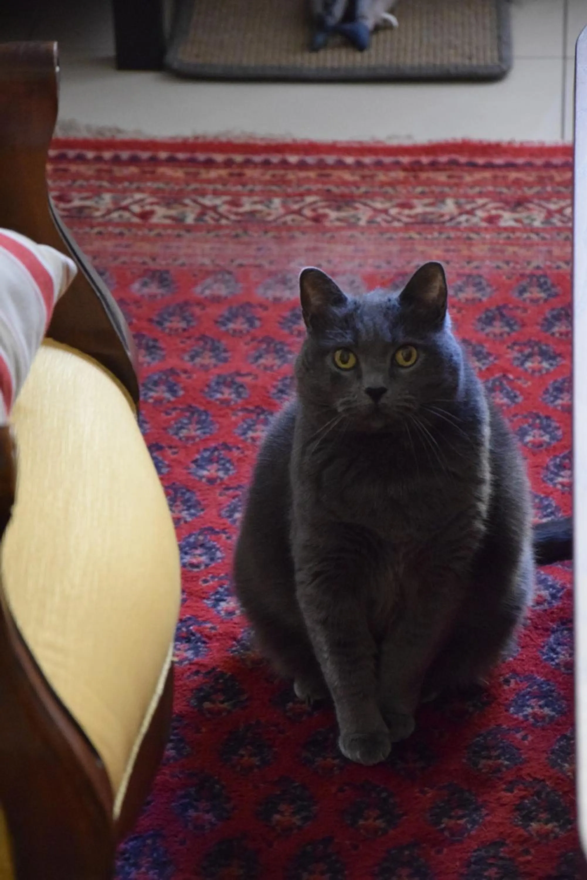 Animals in B&B La Scelta