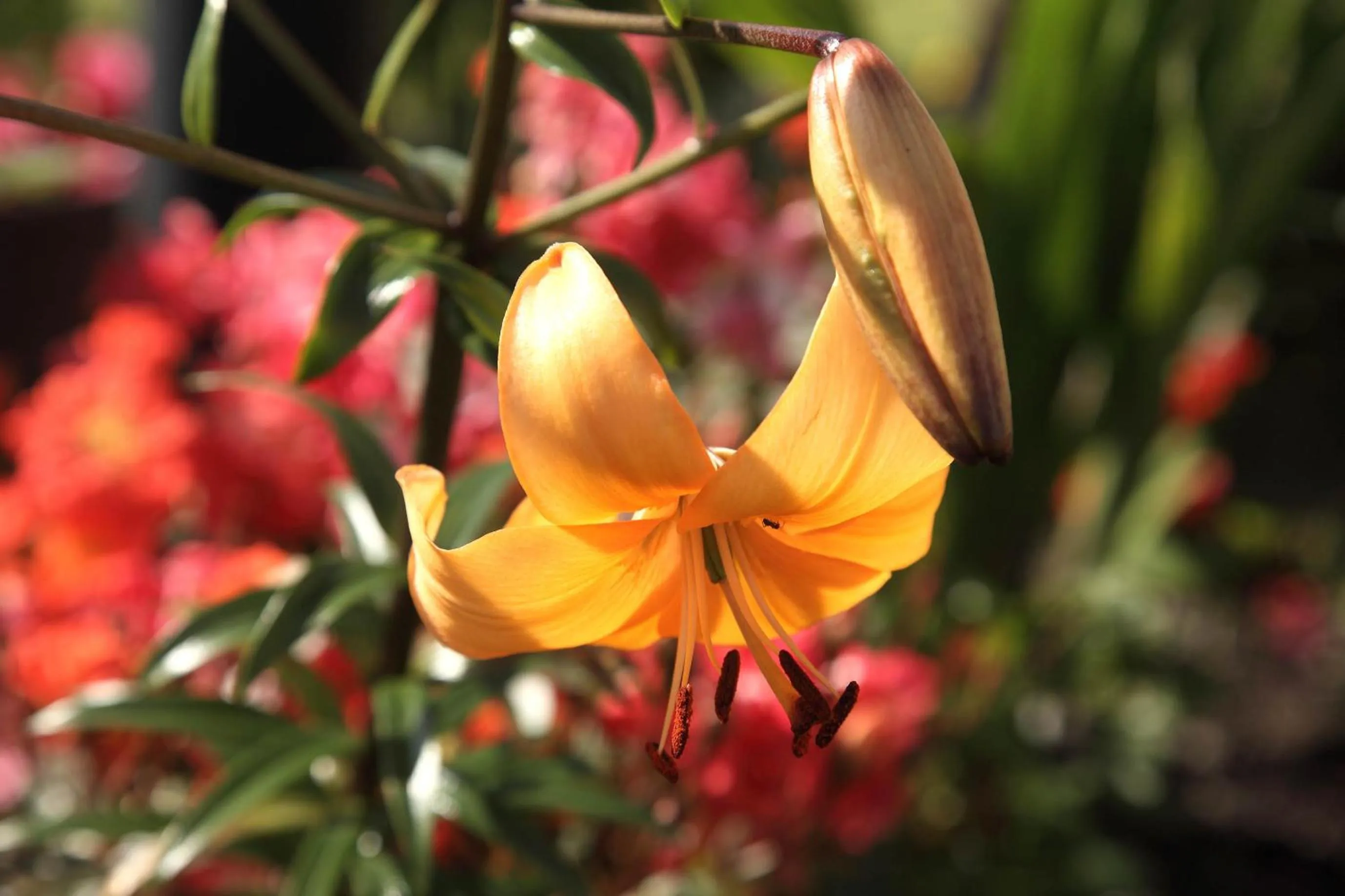 Garden in SGE Esplanade Hotel