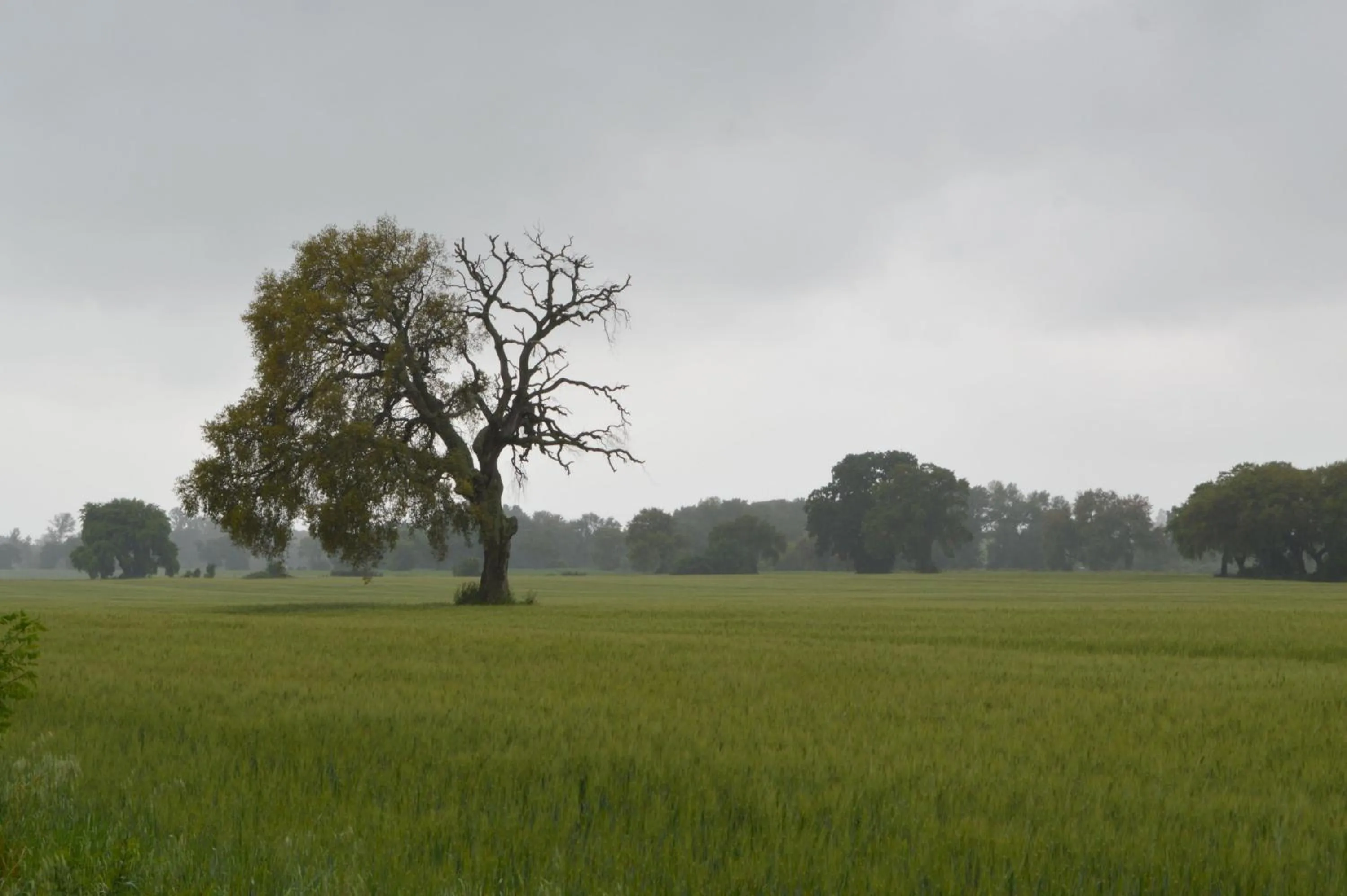 Area and facilities in Country House il Ciliegio