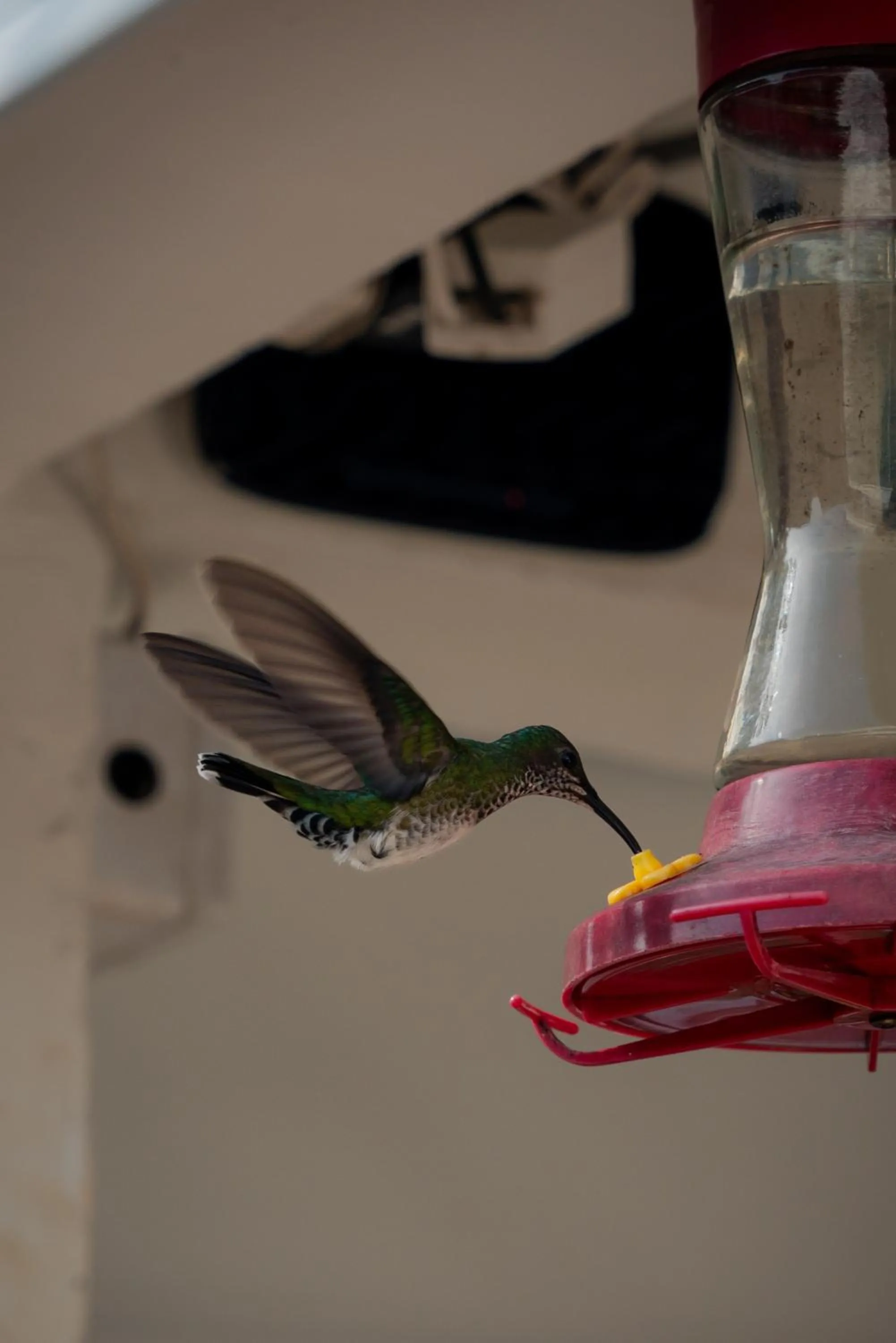 Animals in Hostal Paraiso Minca