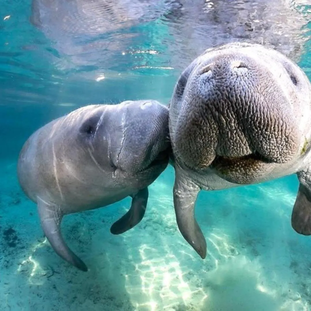 NEW Cozy House 5 Min Three Sisters Springs