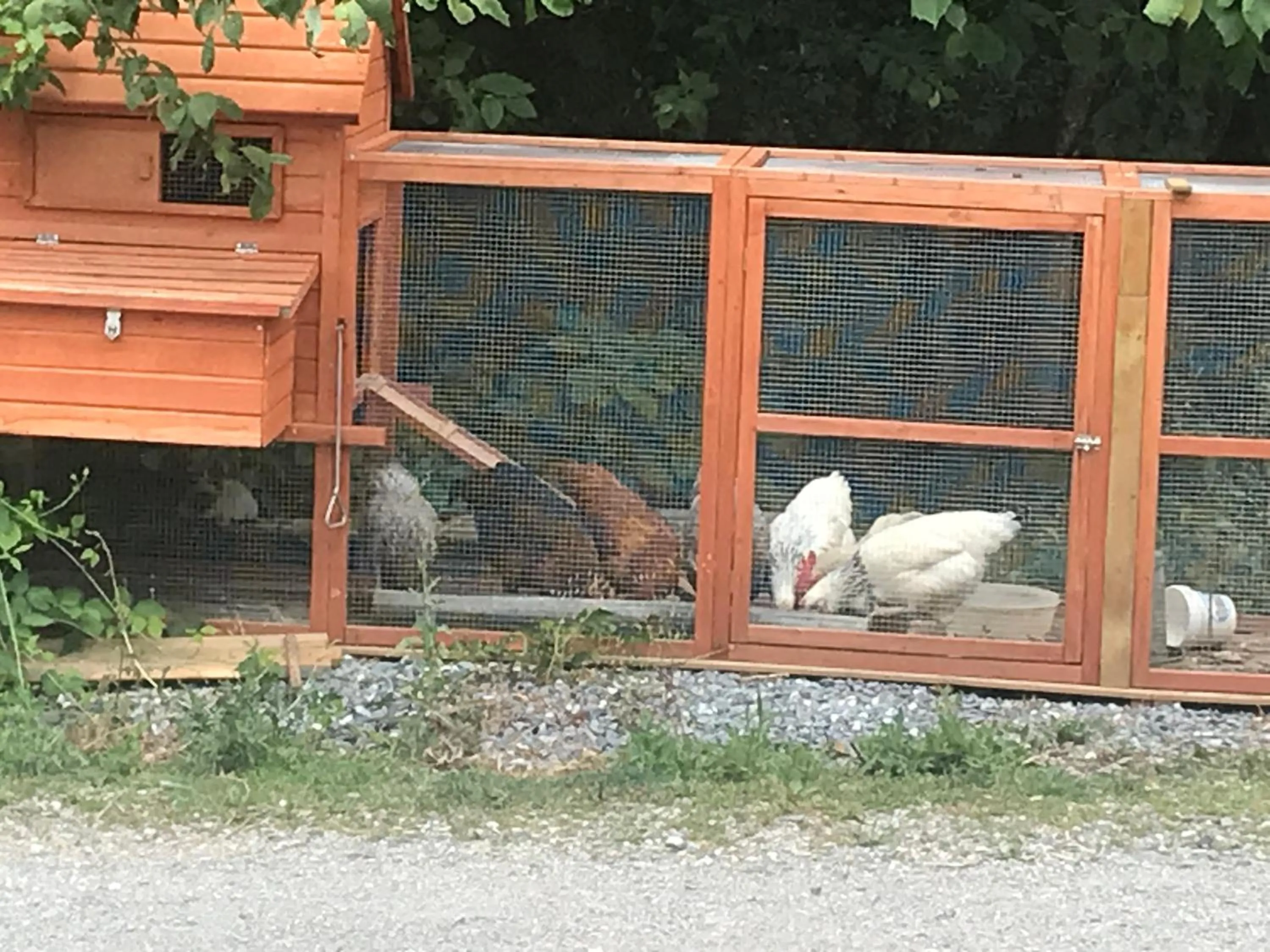 Animals in Chalet Esprit