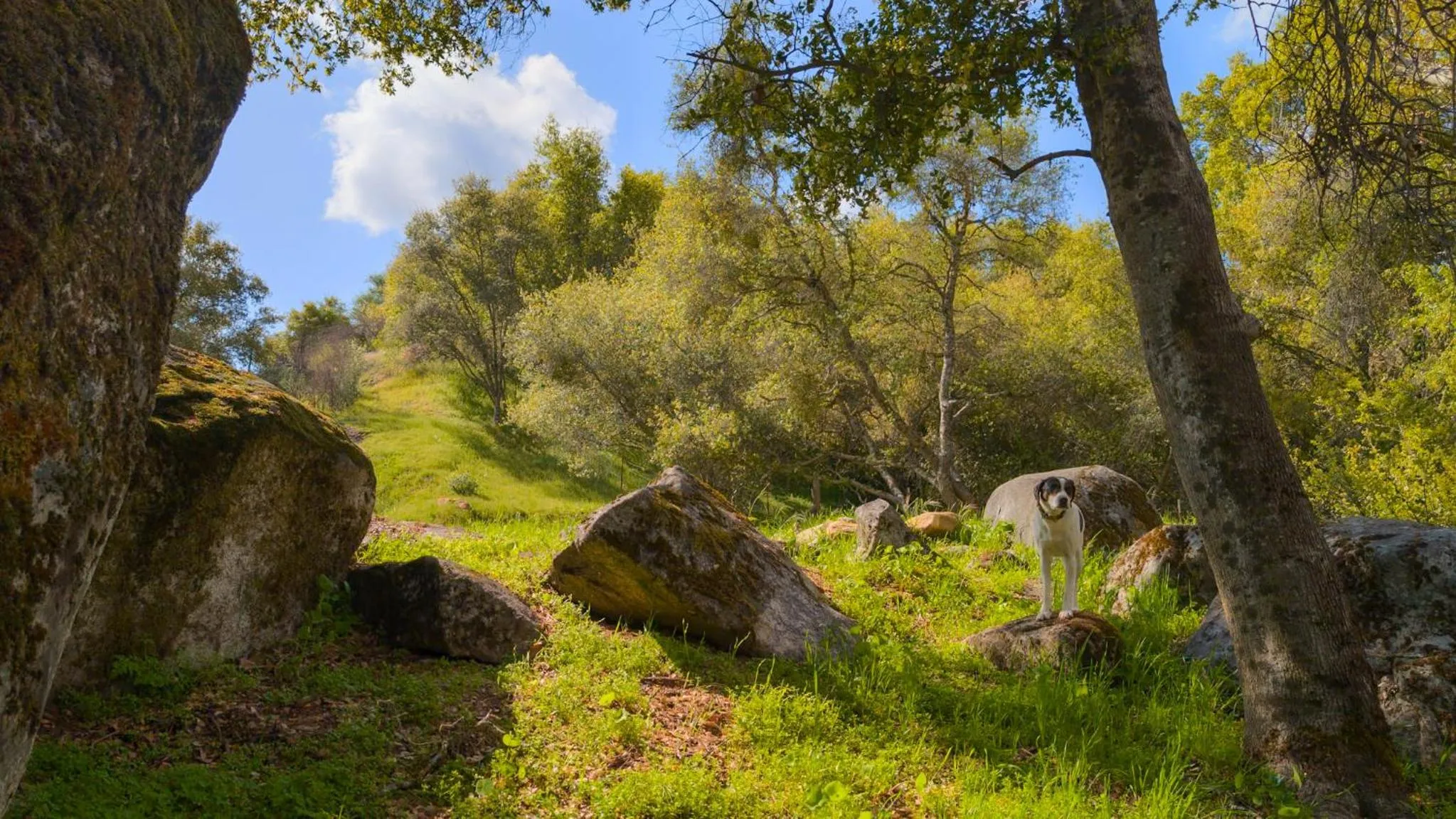 Garden in Genas's Sierra Inn & Restaurant