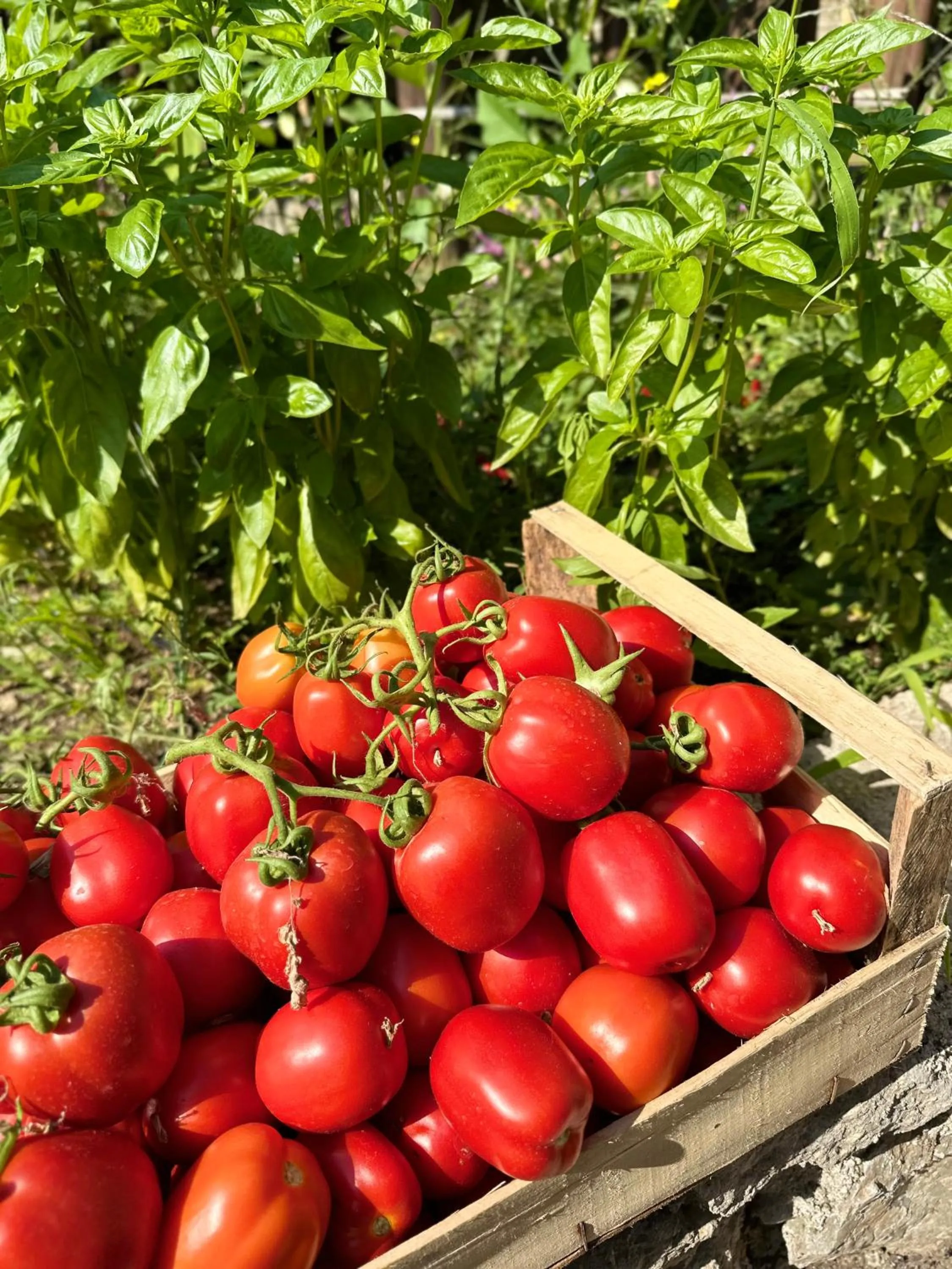 Garden in Hotel La Pergola