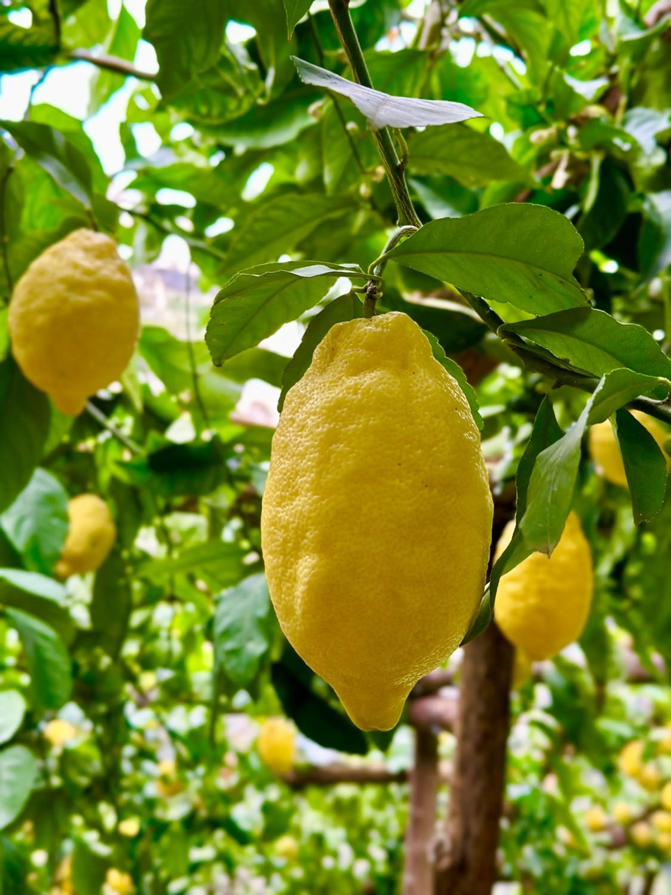 Garden in Hotel La Pergola