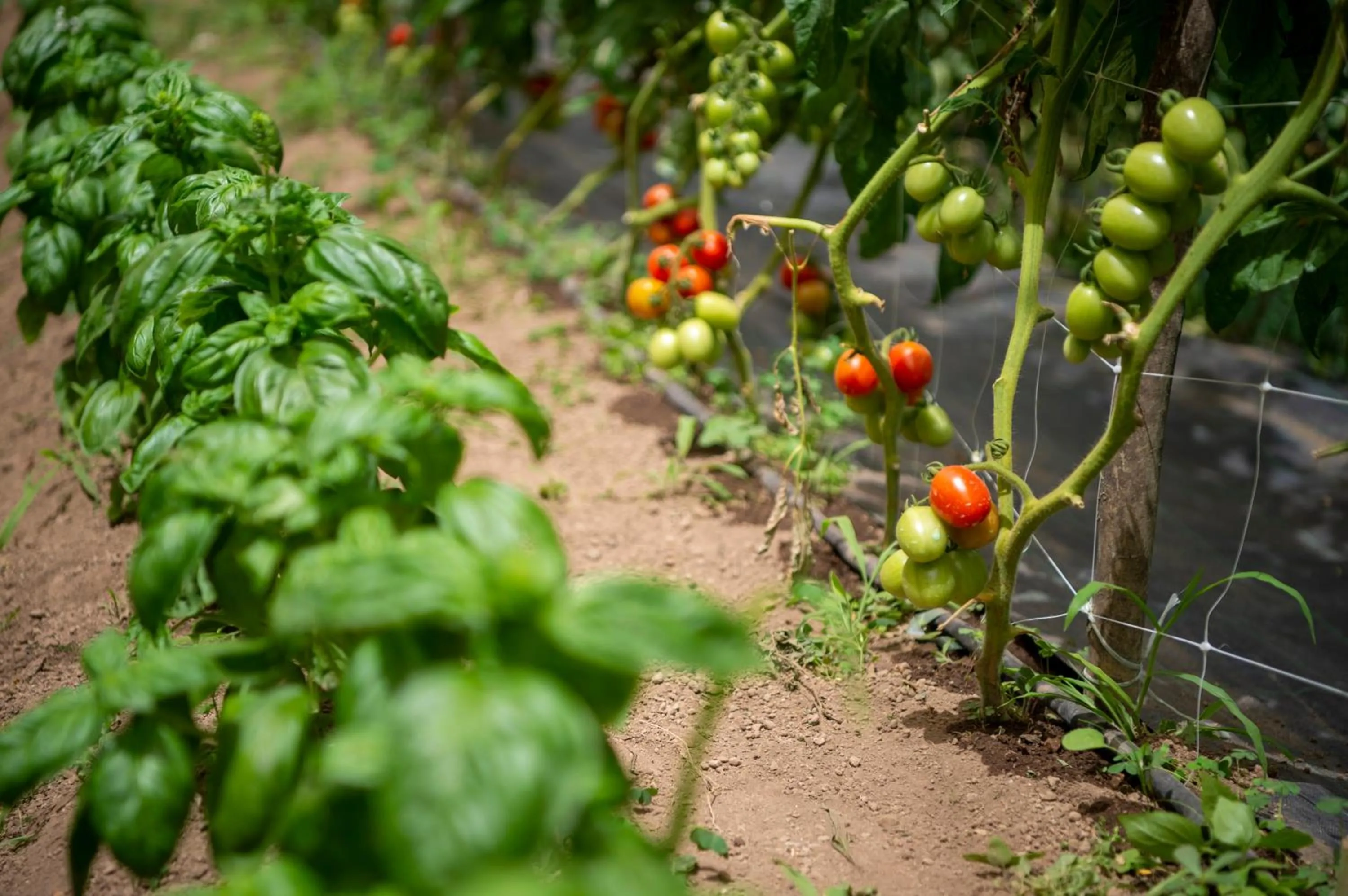 Garden in Hotel La Pergola