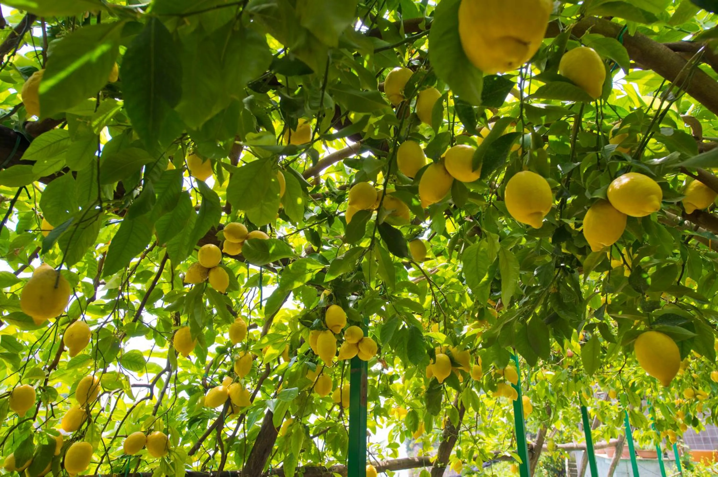 Garden in Hotel La Pergola