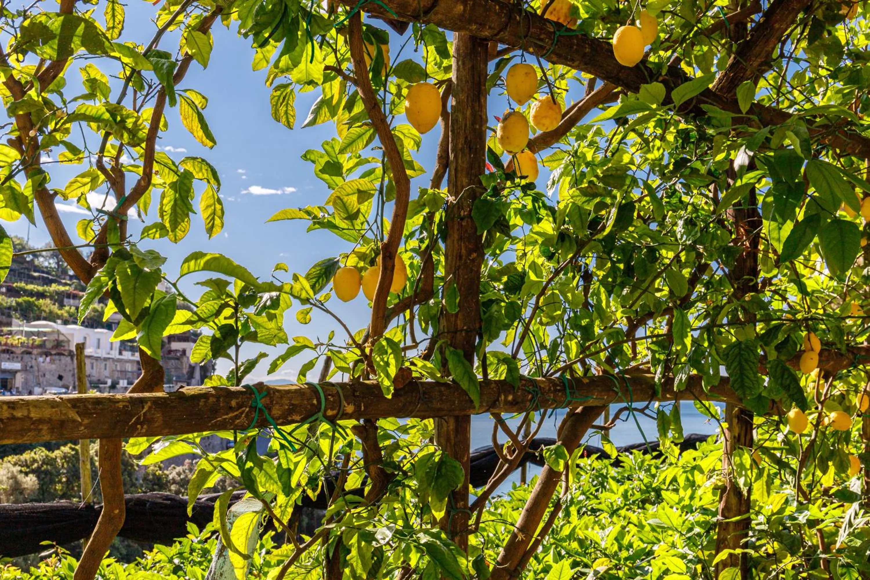 Garden in Hotel La Pergola