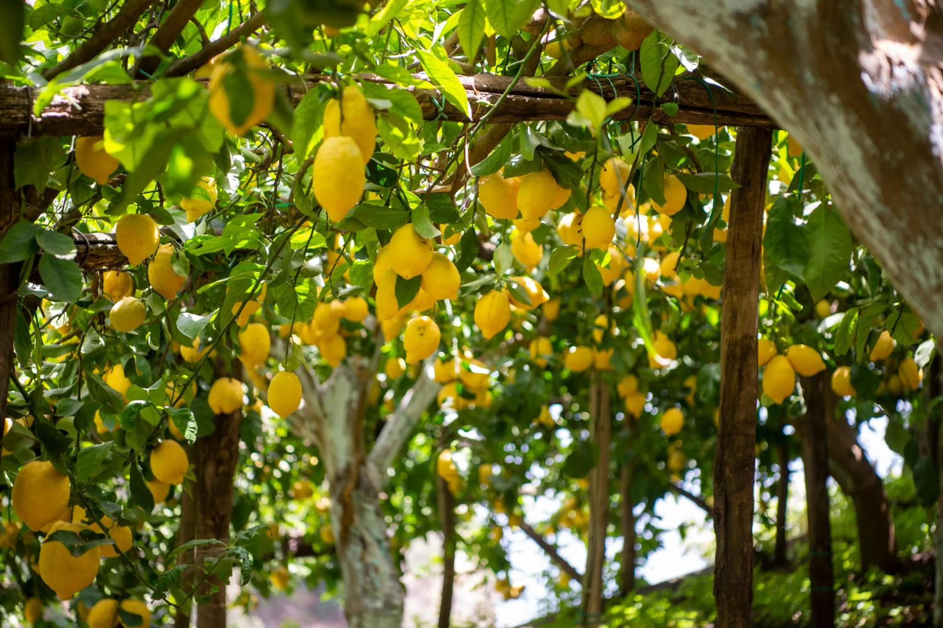 Garden in Hotel La Pergola