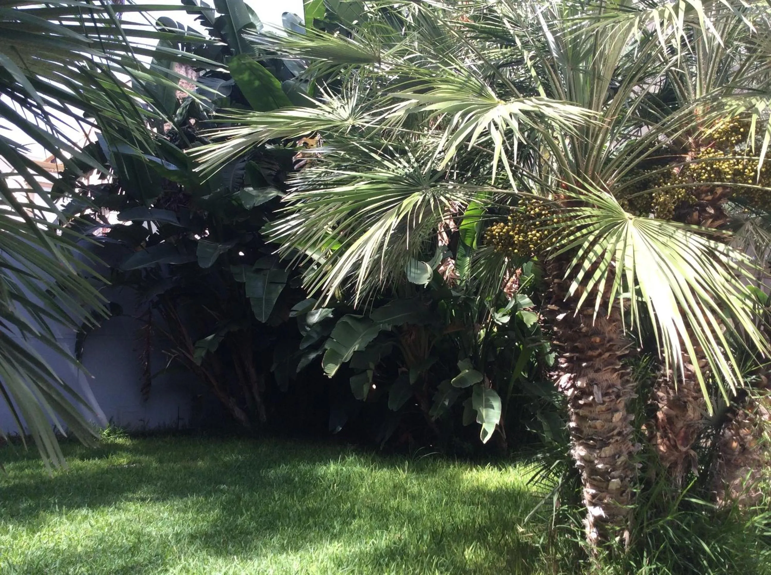 Garden in Ucciardhome Hotel