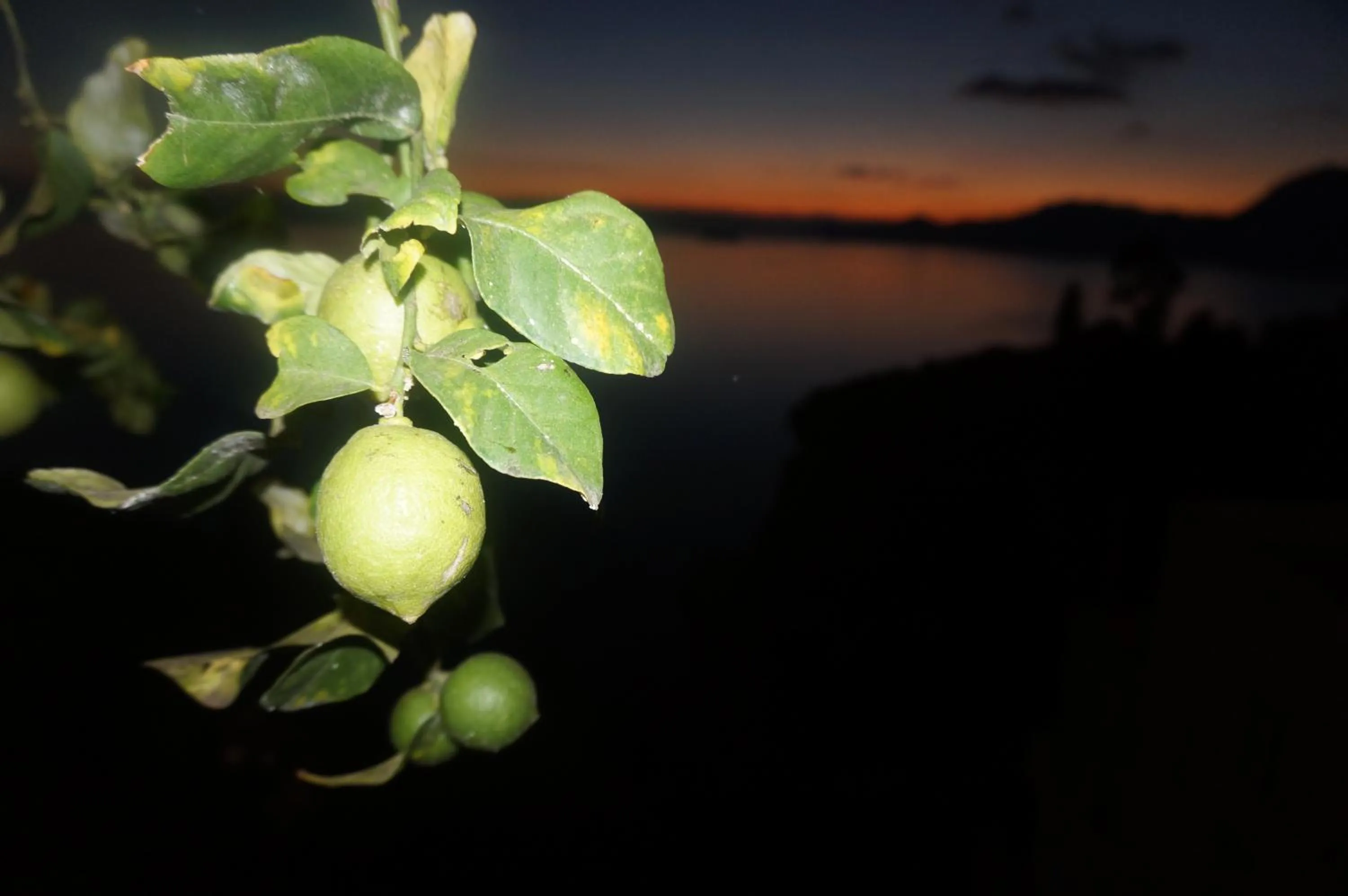 Garden in Hotel Villa Bellavista