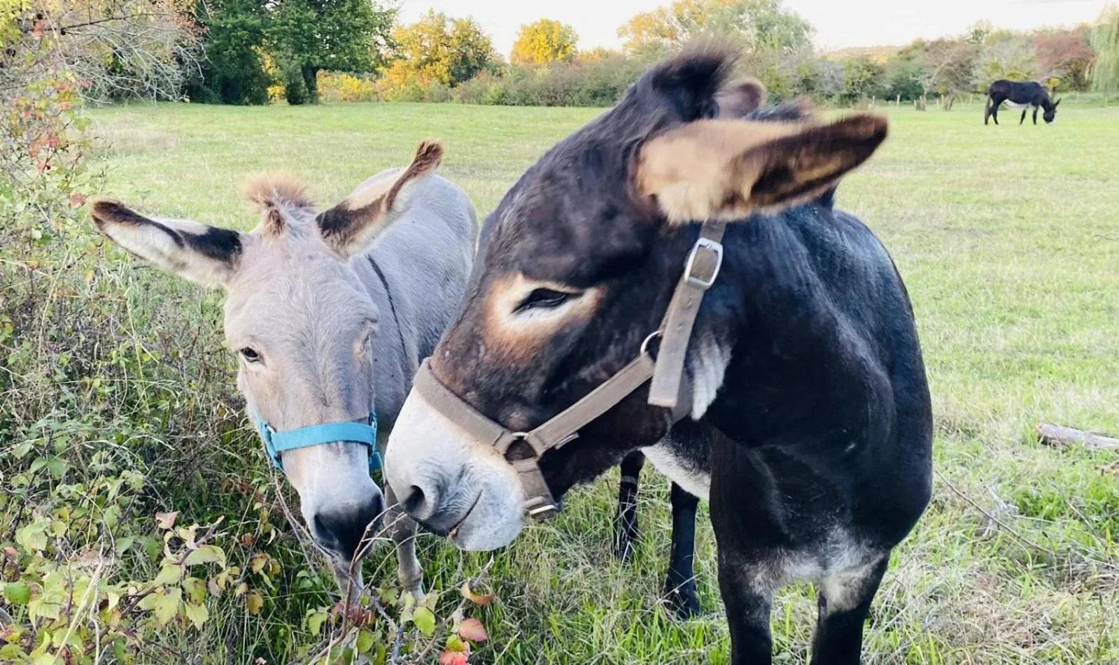 Pets in La Vigne d'Or