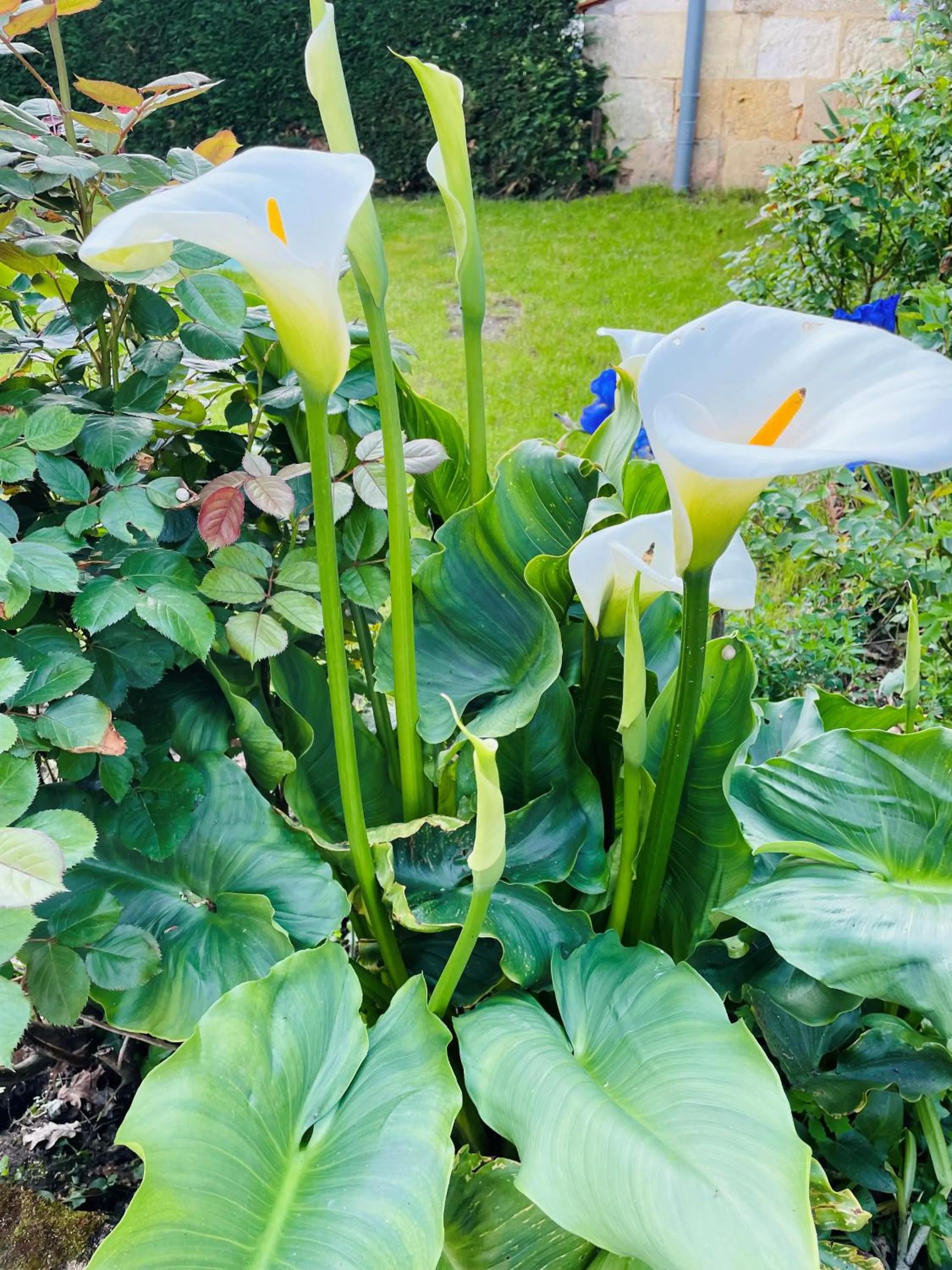 Garden in La Vigne d'Or