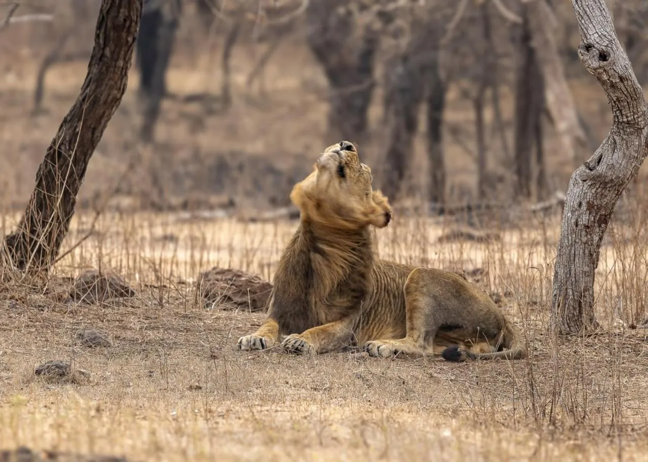 Day in Gir Birding Lodge