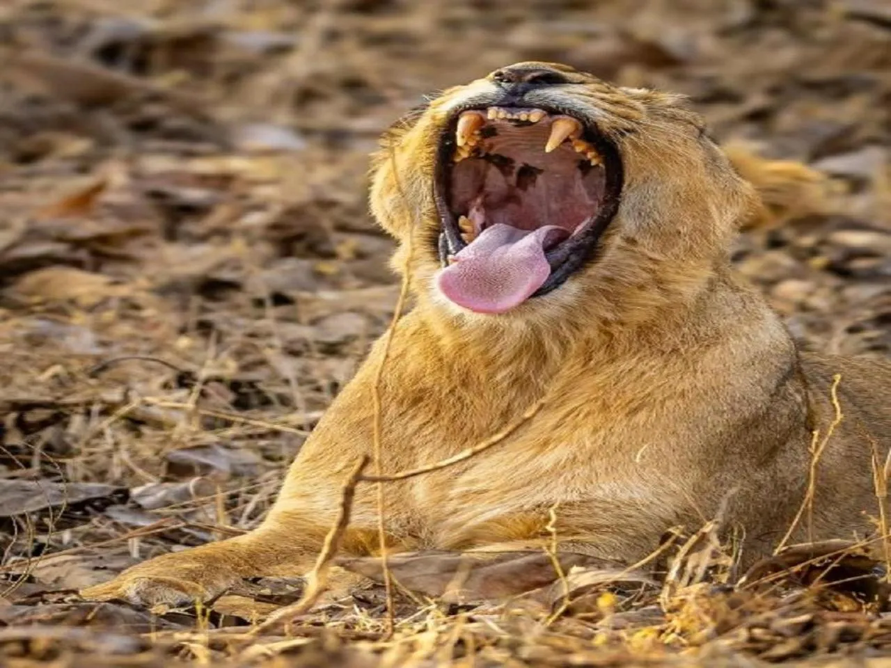 Activities in Gir Birding Lodge