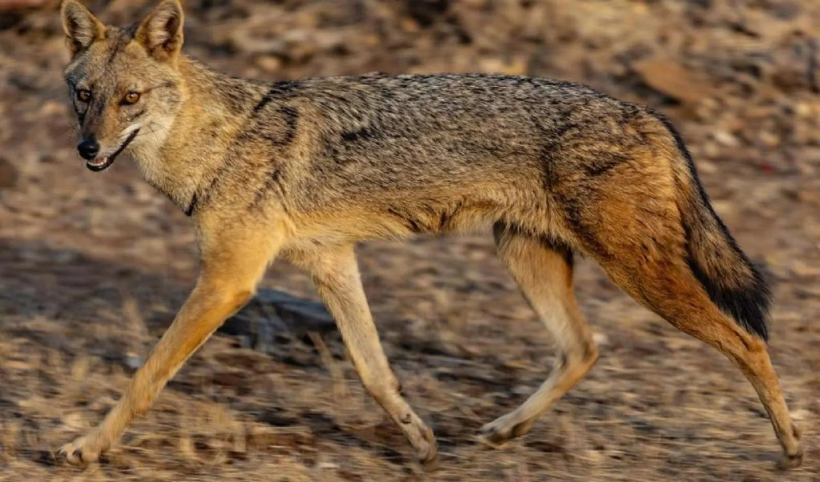 Activities in Gir Birding Lodge