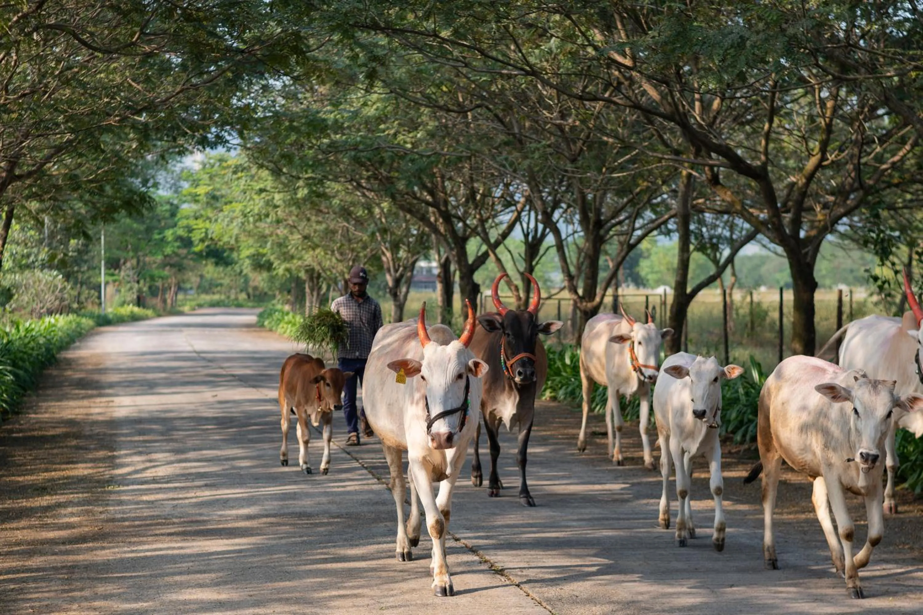 Area and facilities in Sterling Stolen Heaven Lonavala