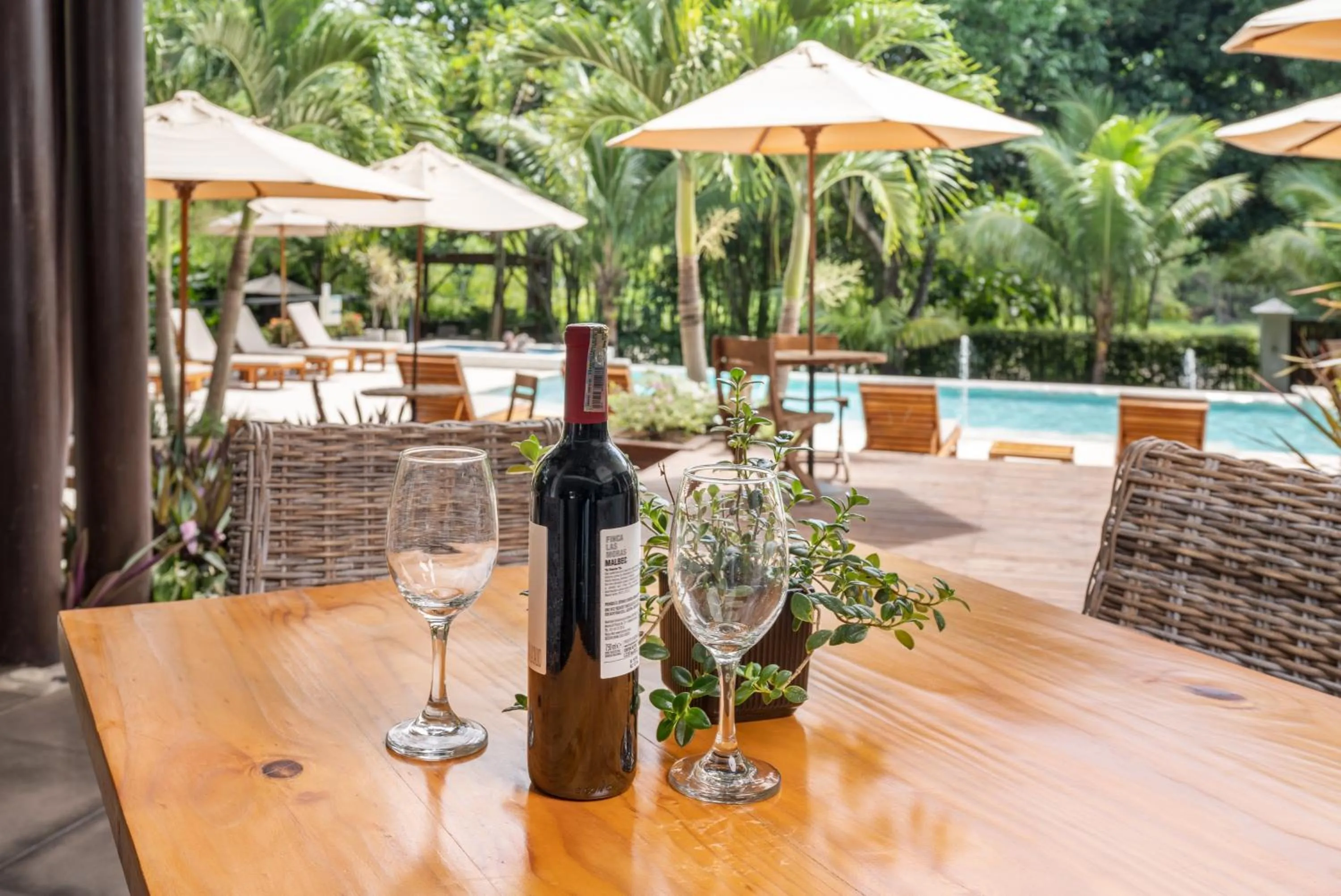 Garden view in Casa Jacaranda Hotel Boutique -Cauca Viejo- Mayores de 14 años