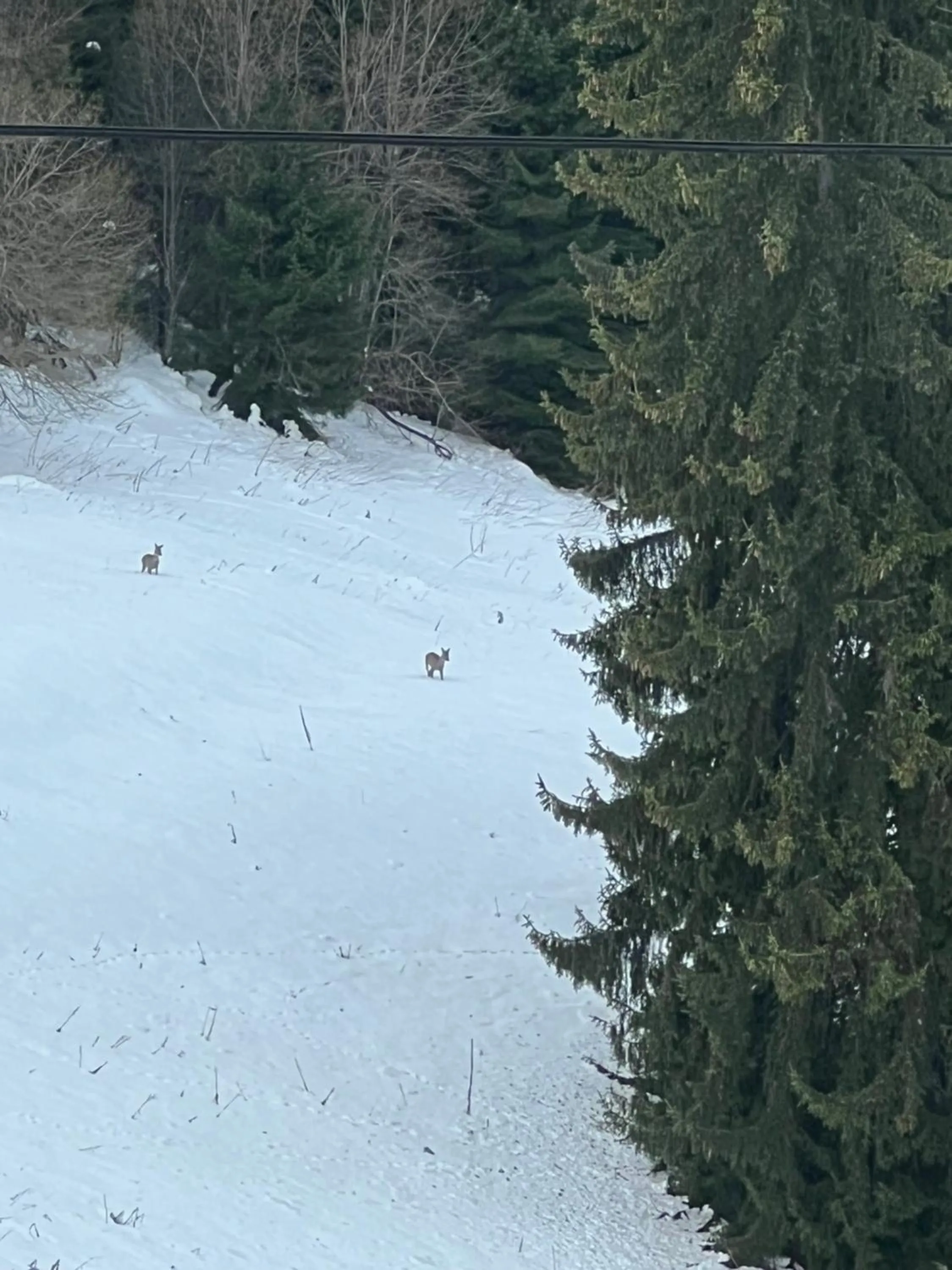 Natural landscape in Kamena Pamporovo