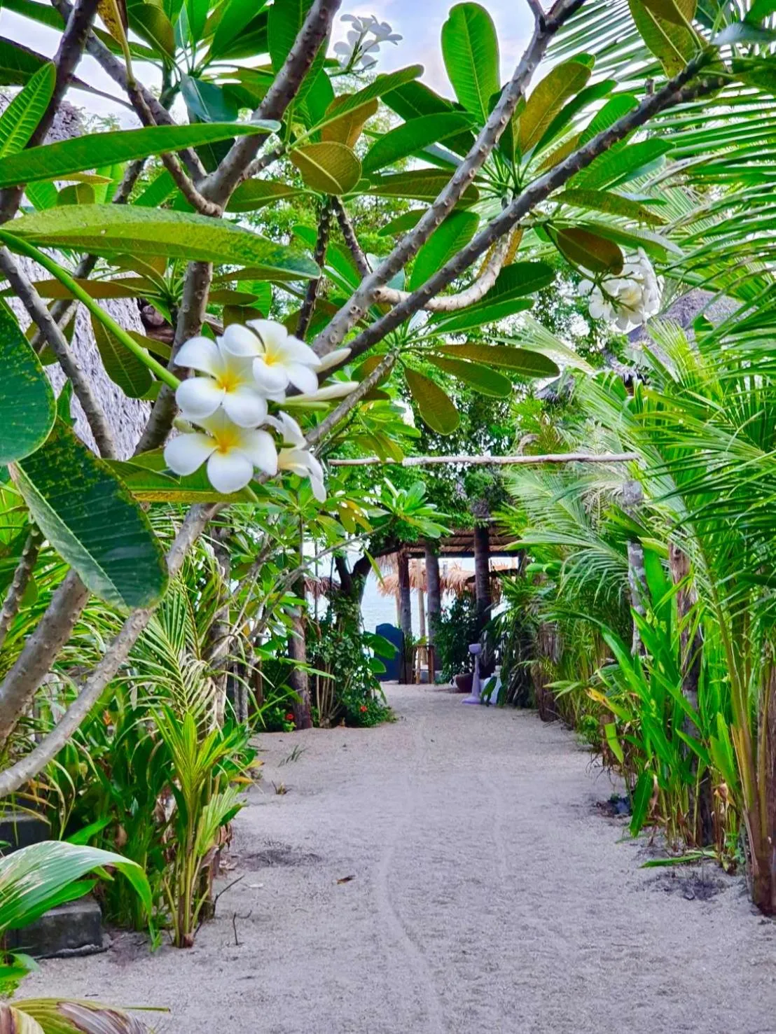 Garden in Absolute Beachfront Villas