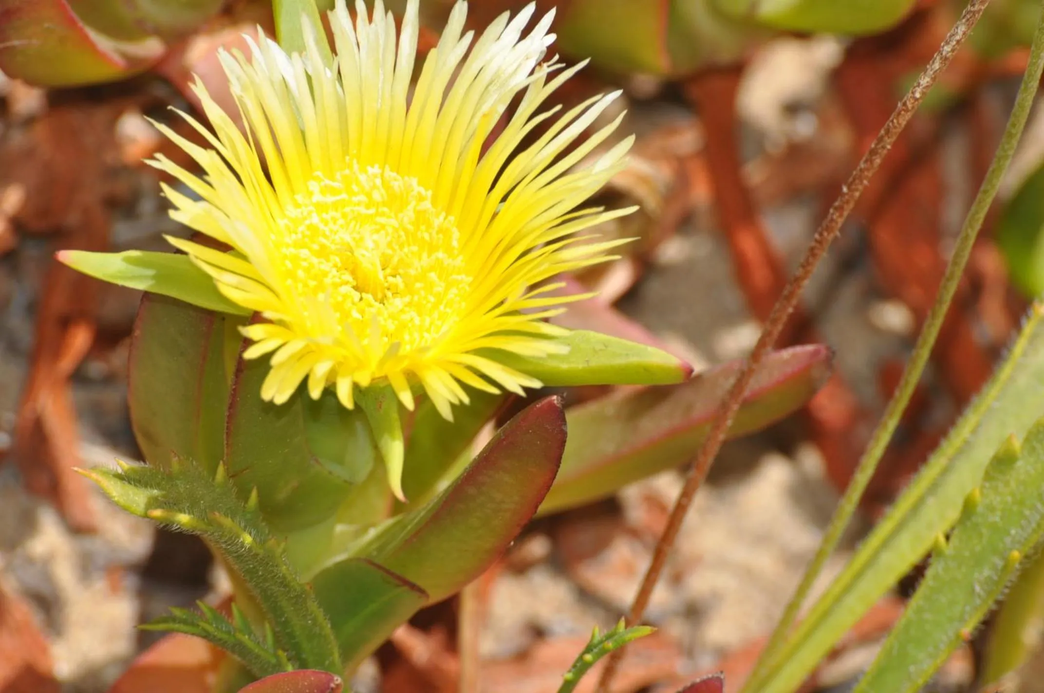 Garden view in Casa Eleonora b&b