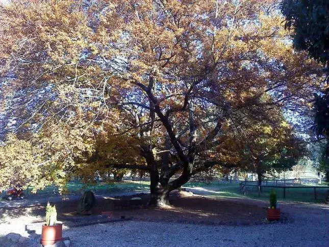 Queen Room - single occupancy in Hillview Oak B&B Queen Room - single occupancy in Hillview Oak B&B