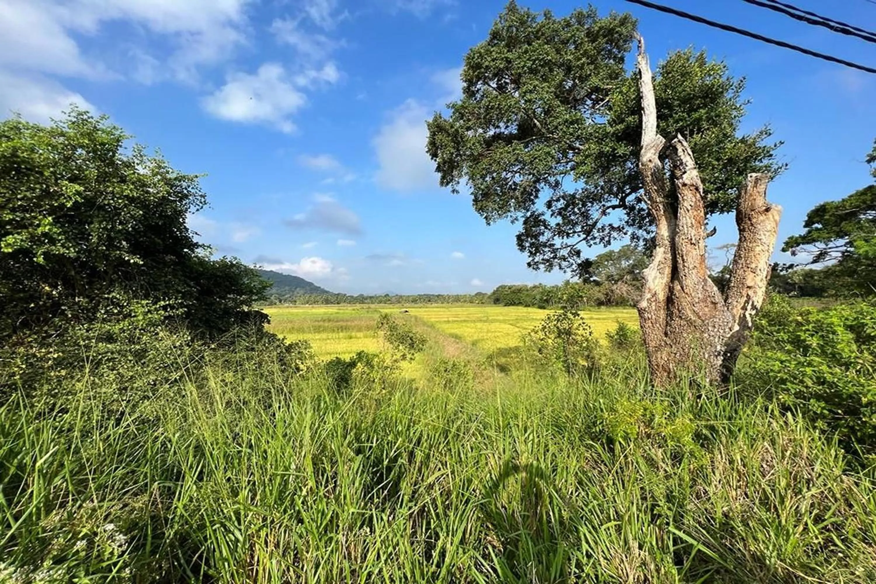View (from property/room) in The River House Dambulla by The Serendipity Collection