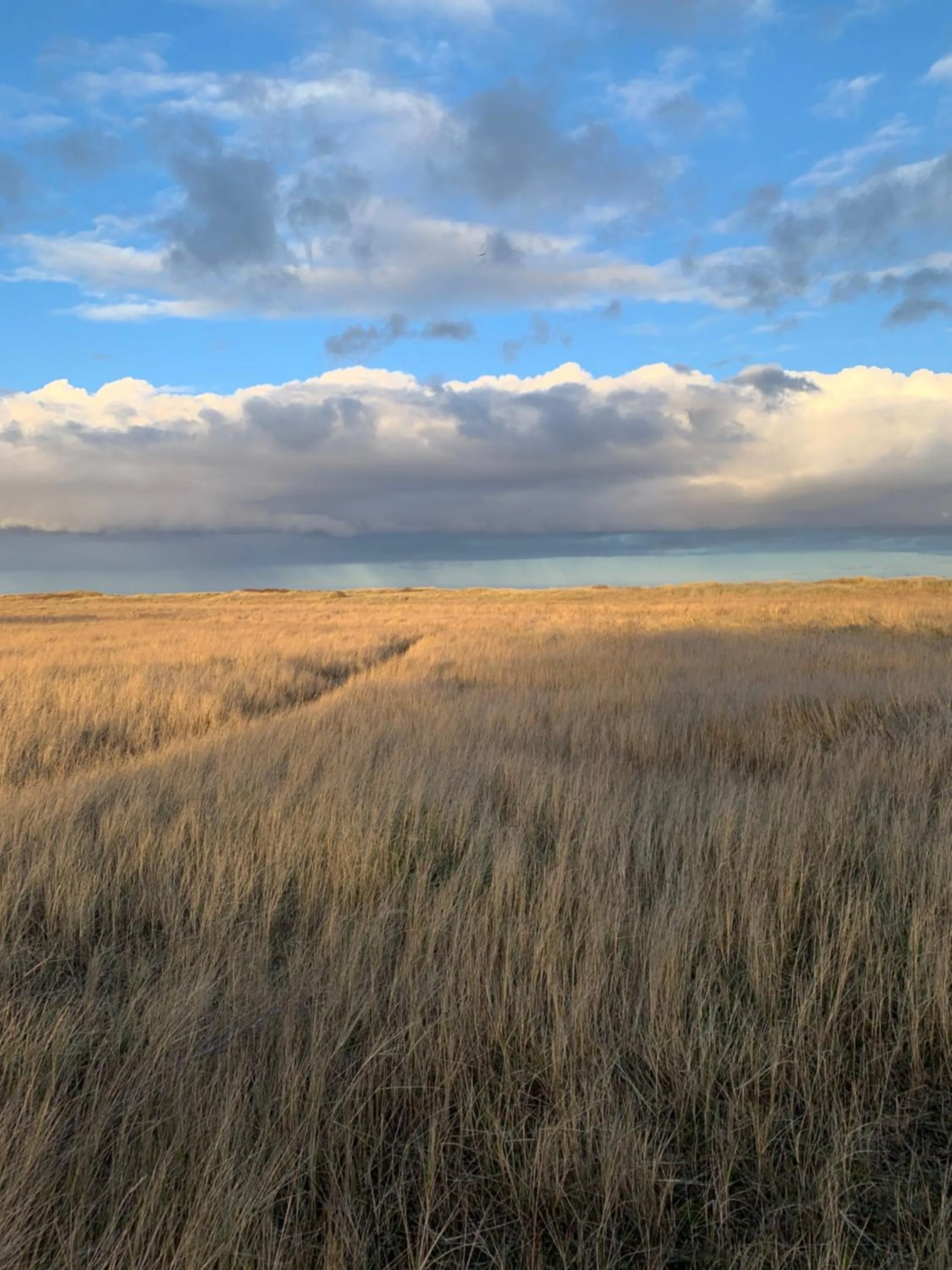 Natural landscape in Knighton Lodge