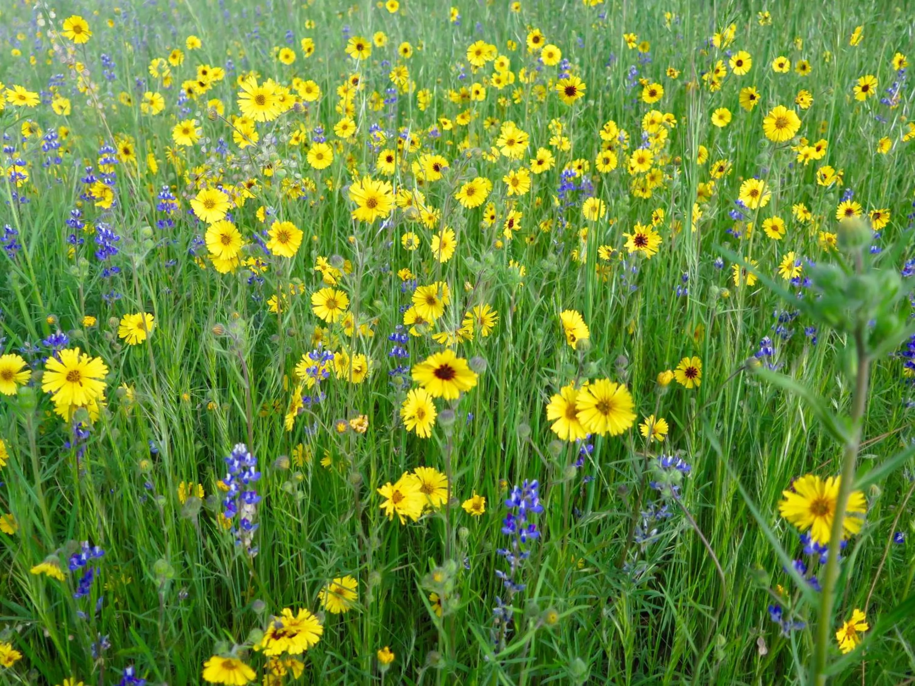 Natural landscape in Sequoia Resort