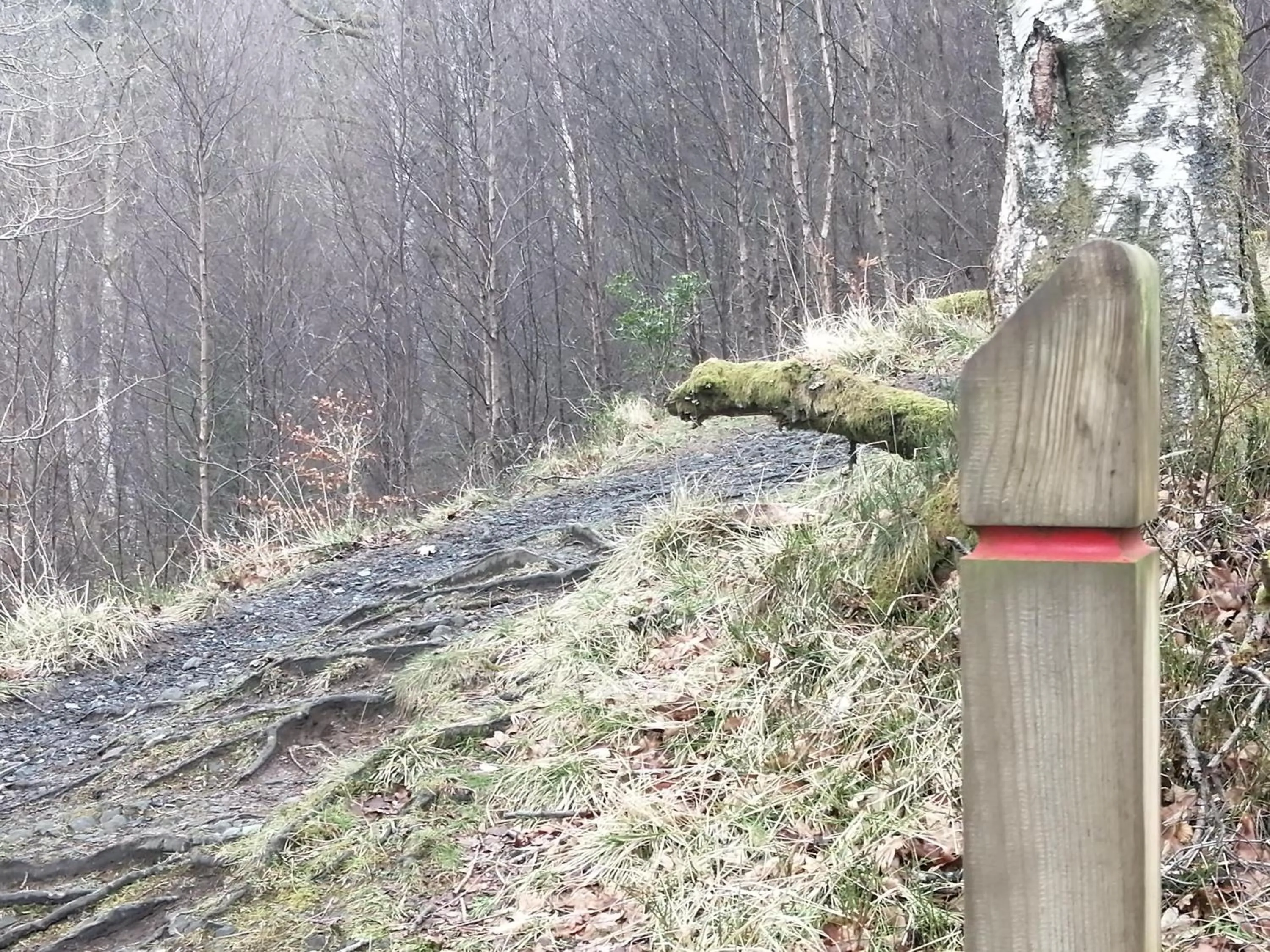 Natural landscape in Nest Holiday Home Central Callander, Trossachs Self-catering