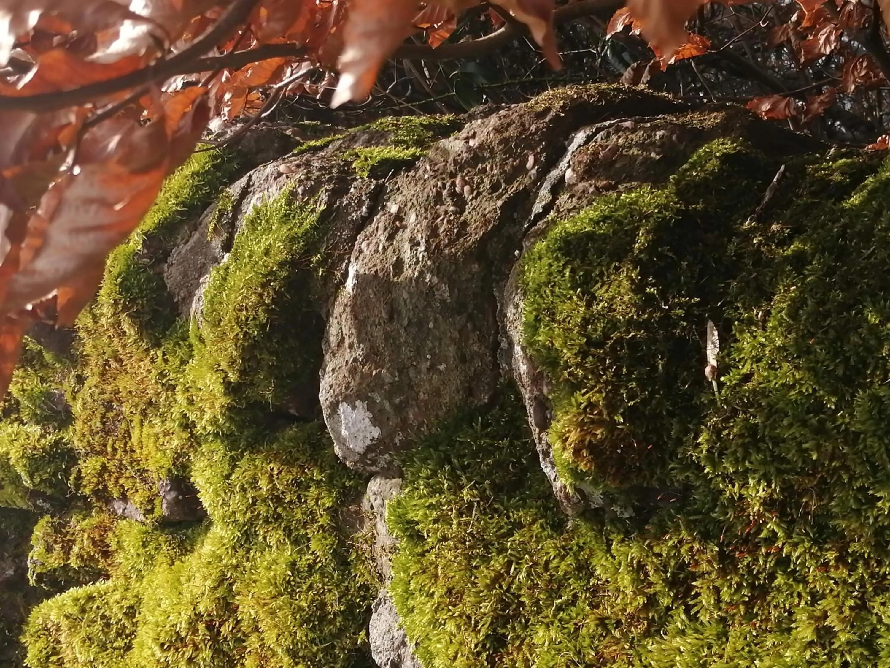 Natural landscape in Nest Holiday Home Central Callander, Trossachs Self-catering