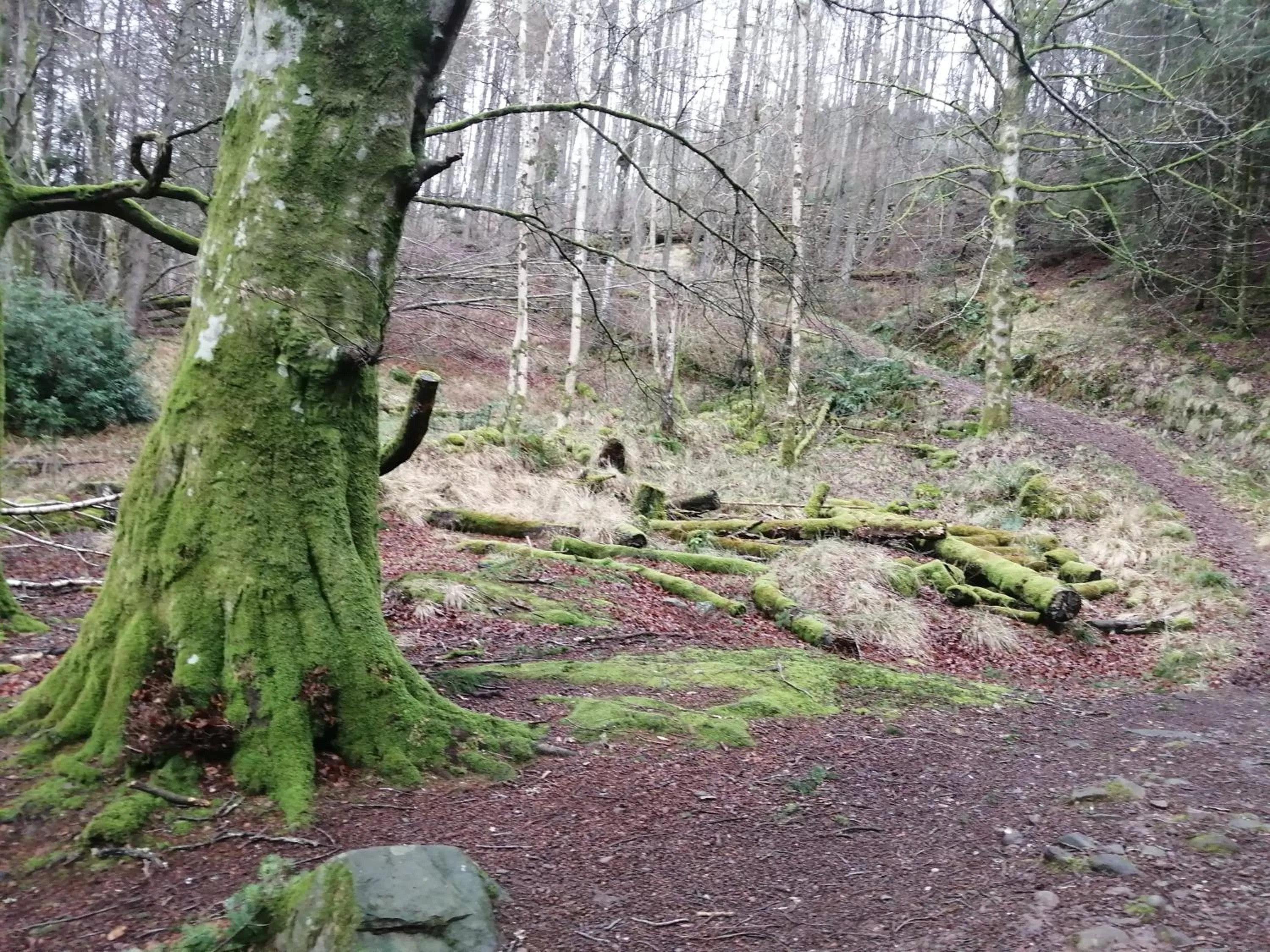 Natural landscape in Nest Holiday Home Central Callander, Trossachs Self-catering