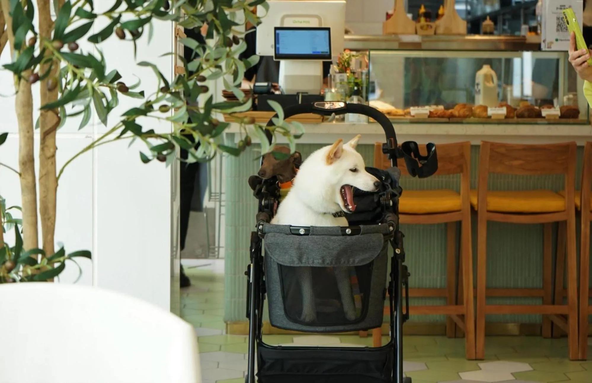 pet friendly in Shama Yen-Akat Bangkok