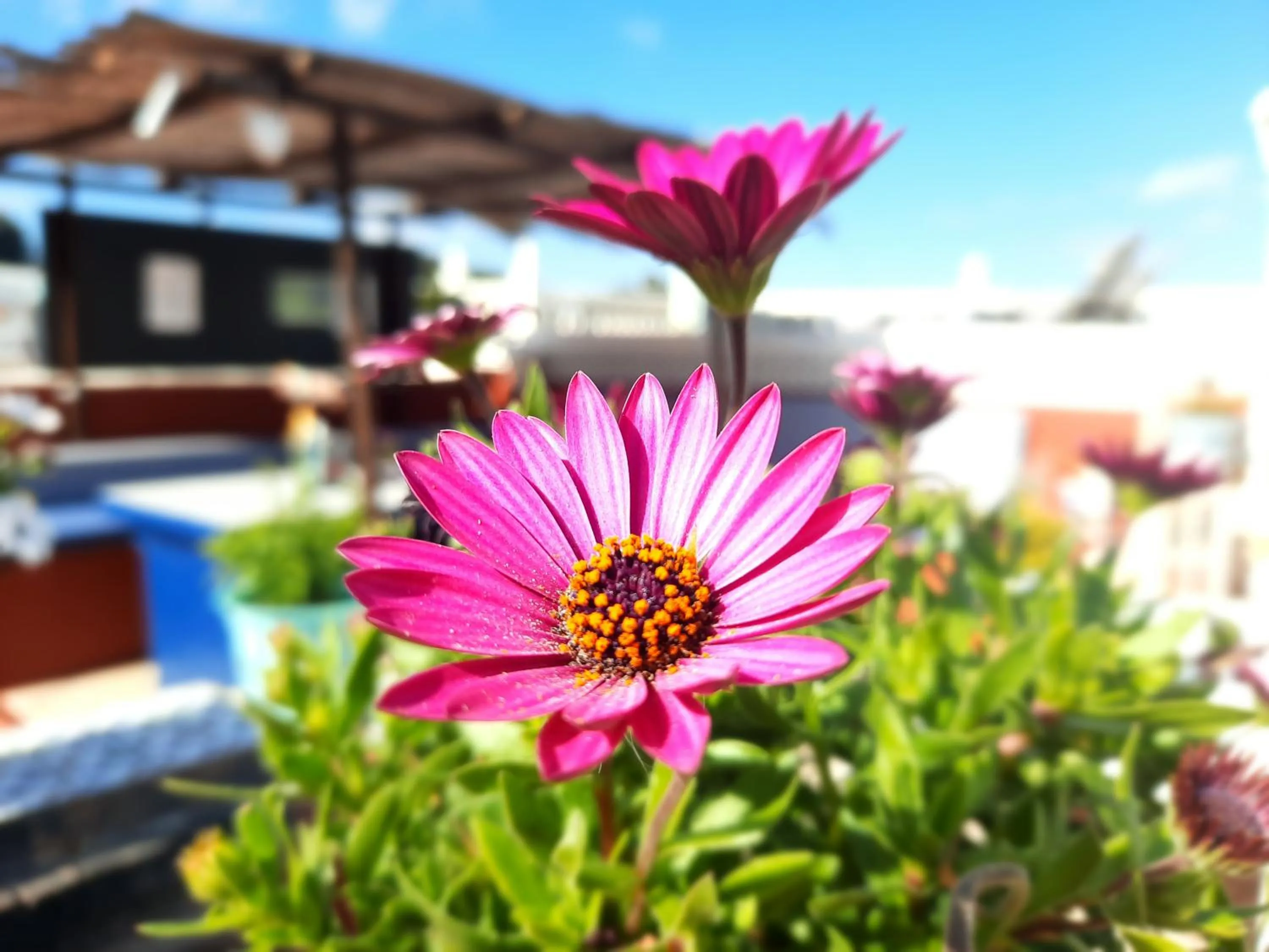Garden in Finca Sueño de Vida